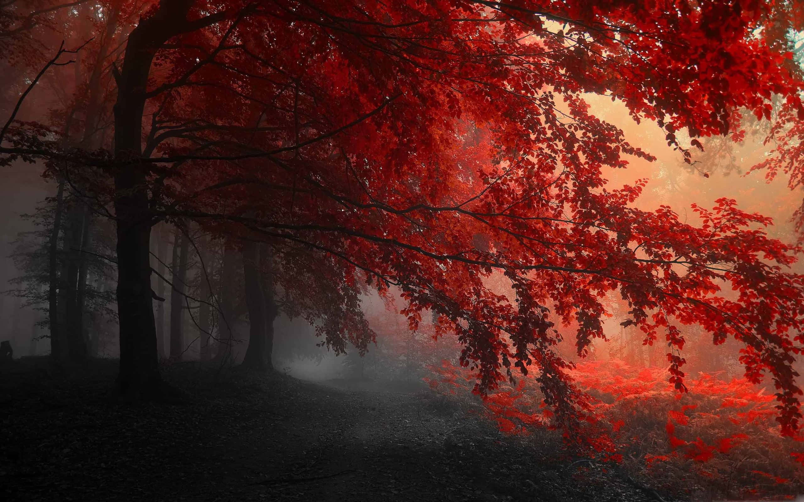 Fairy Forest, misty forest path, vivid red leaves, 2K Desktop Wallpaper