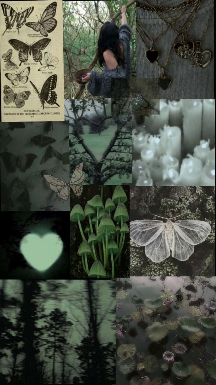 Fairy Grunge Aesthetic, butterflies, moths, HD Phone Wallpaper