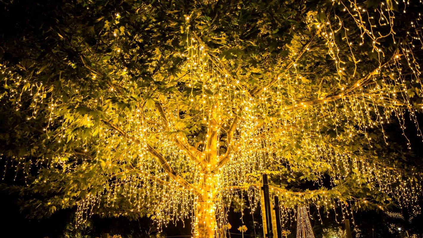 fairy lights, golden fairy lights, tree, HD Desktop Wallpaper