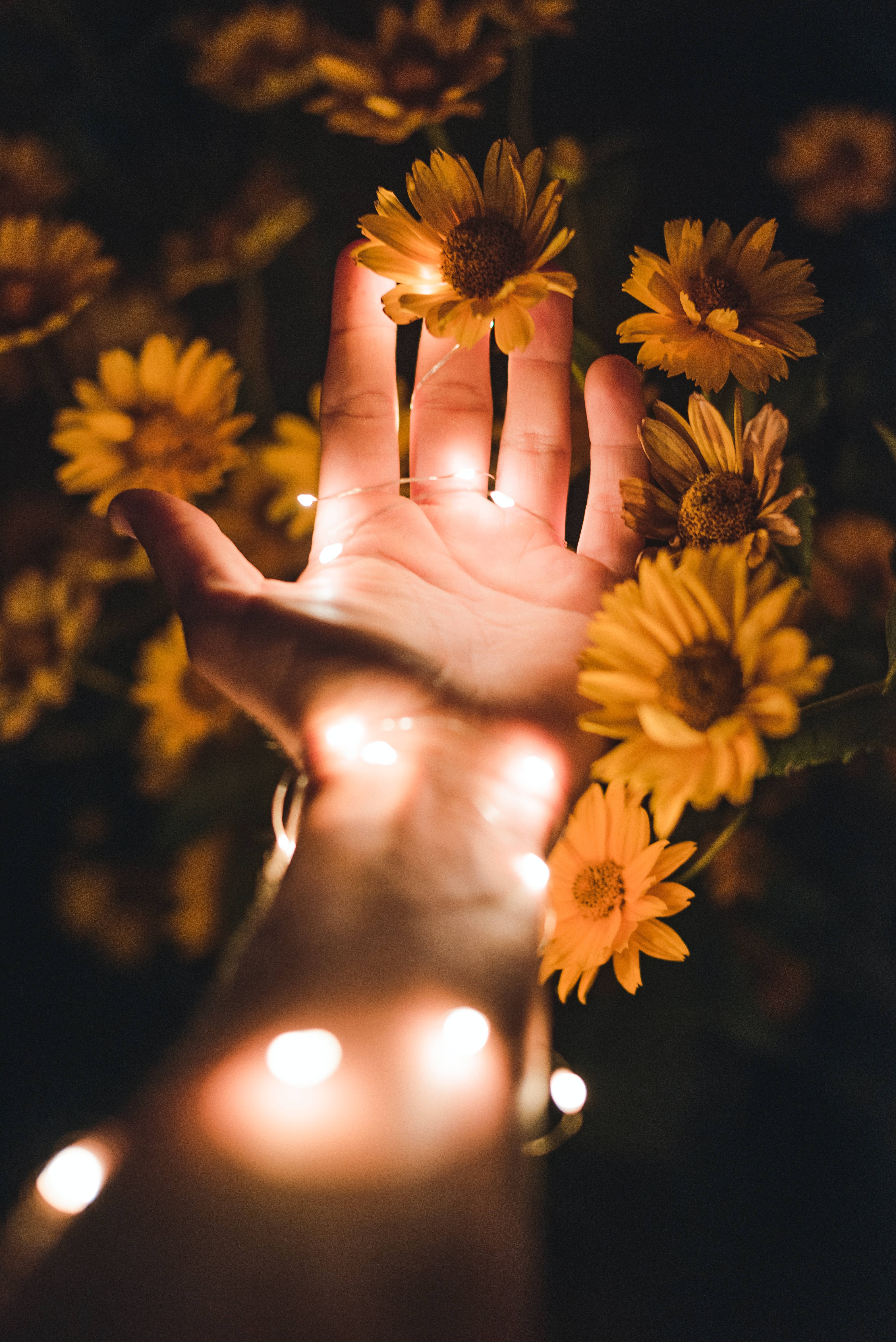 fairy lights, vibrant yellow daisies, dark night sky, 5K Phone Wallpaper