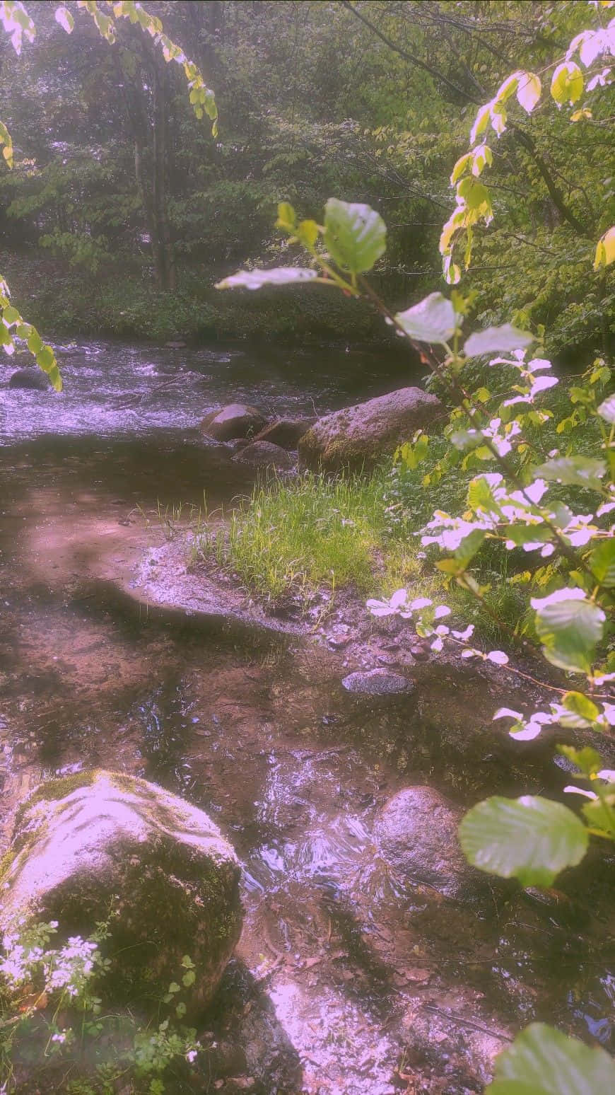 enchanted forest stream, sunlit forest stream, mossy rocks, HD Phone Wallpaper
