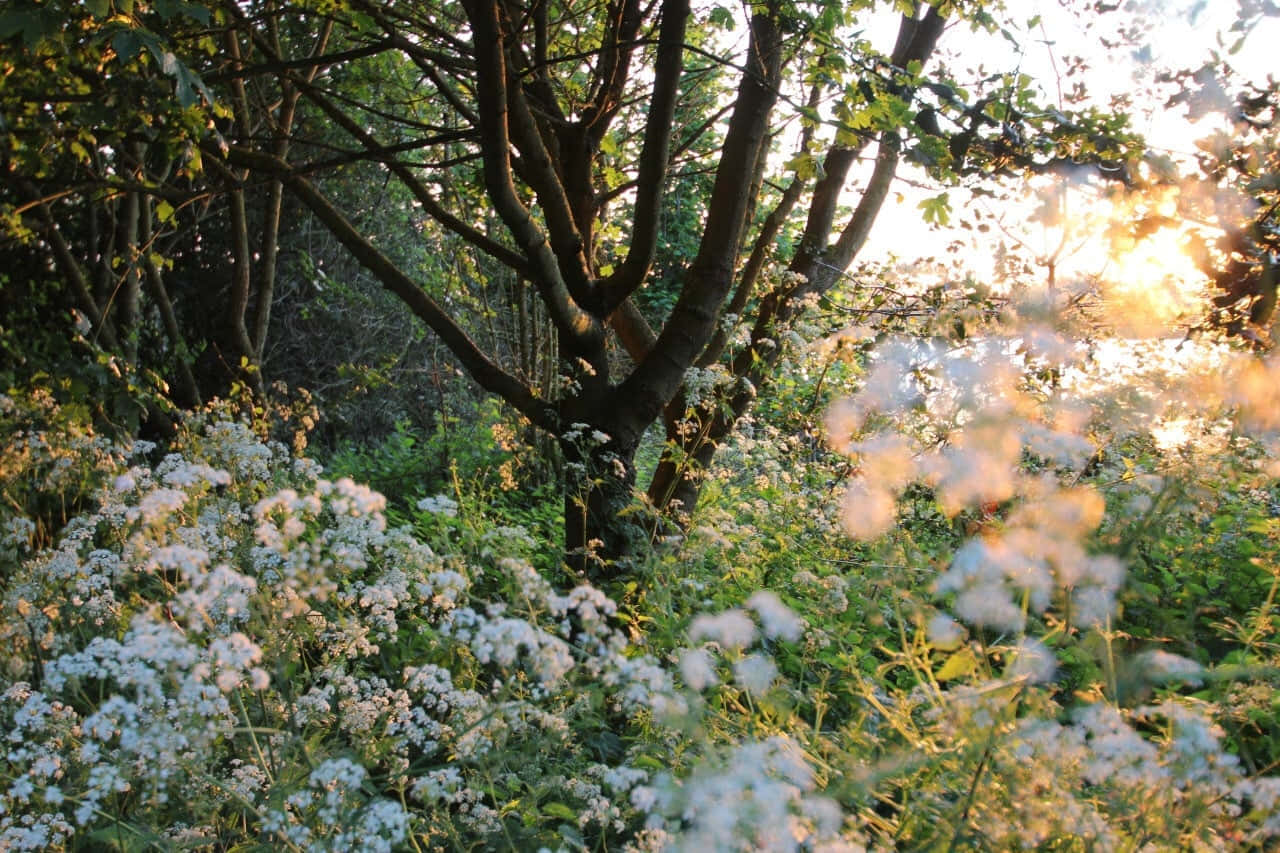 enchanted forest, sunset, golden rays, HD Desktop Wallpaper