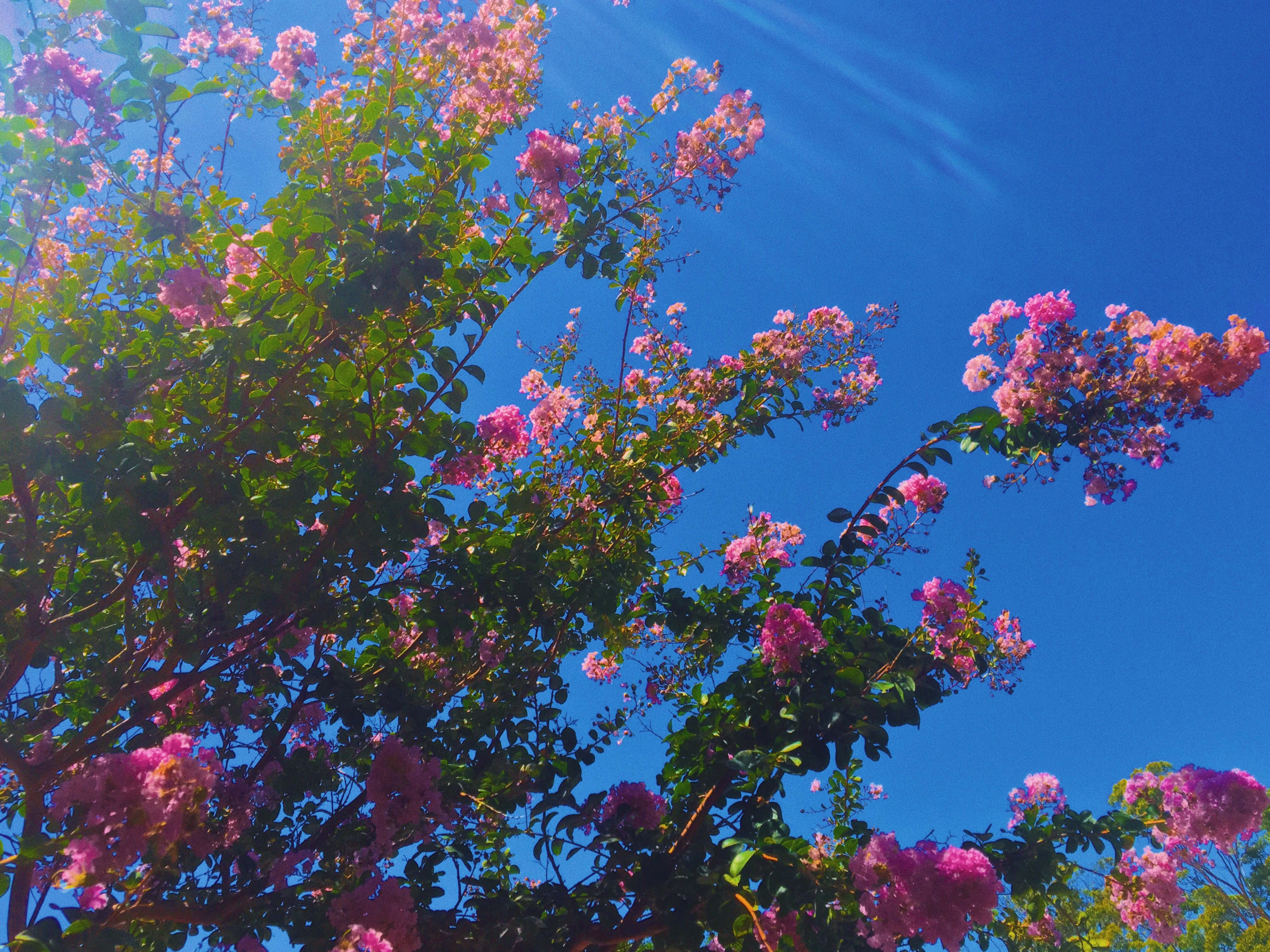 fairycore, blooming crepe myrtle, vibrant pink crepe myrtle blossoms, 4K Desktop Wallpaper