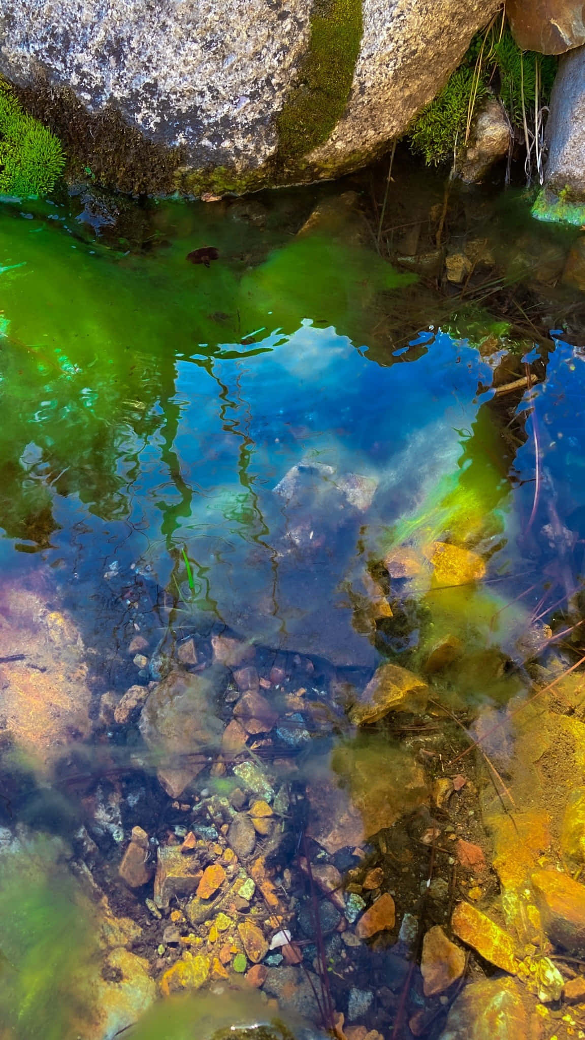 enchanted forest, pond reflections, shallow mountain stream, Full HD Phone Wallpaper