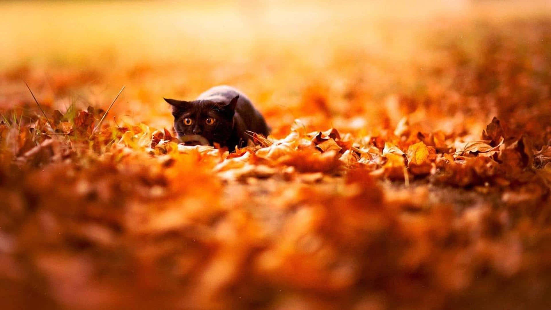 black cat, golden autumn leaves, warm sunlight, Full HD Desktop Wallpaper