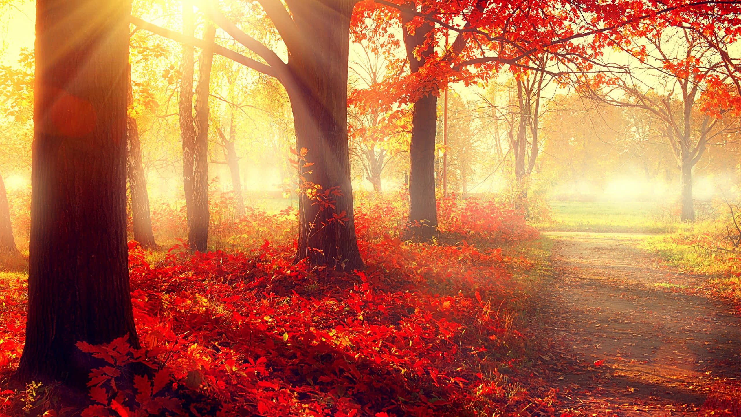 autumn forest, vibrant red autumn trees, golden rays, 2K Desktop Wallpaper