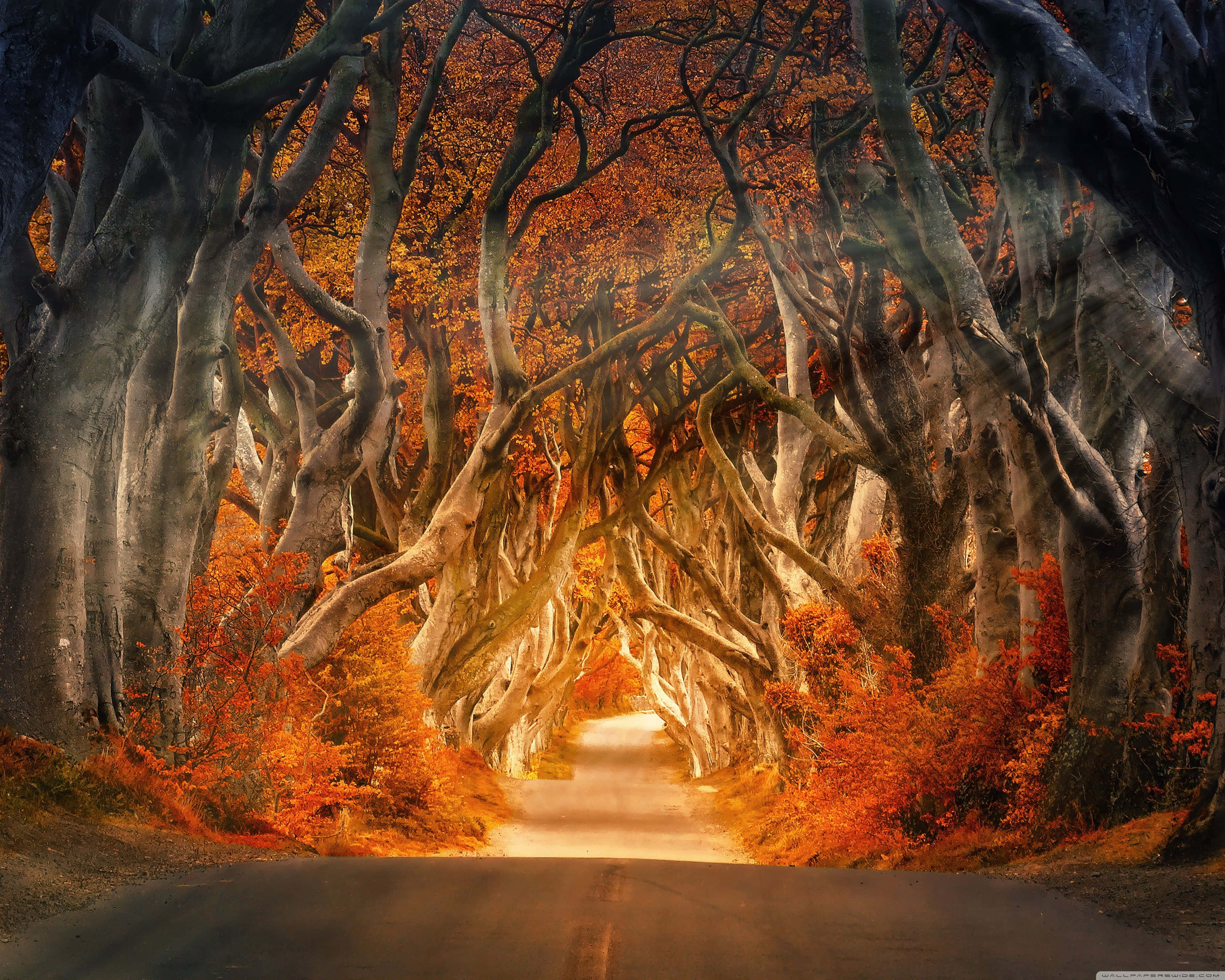 cute autumn, winding road, canopy of twisted ancient trees, 2K Desktop Wallpaper