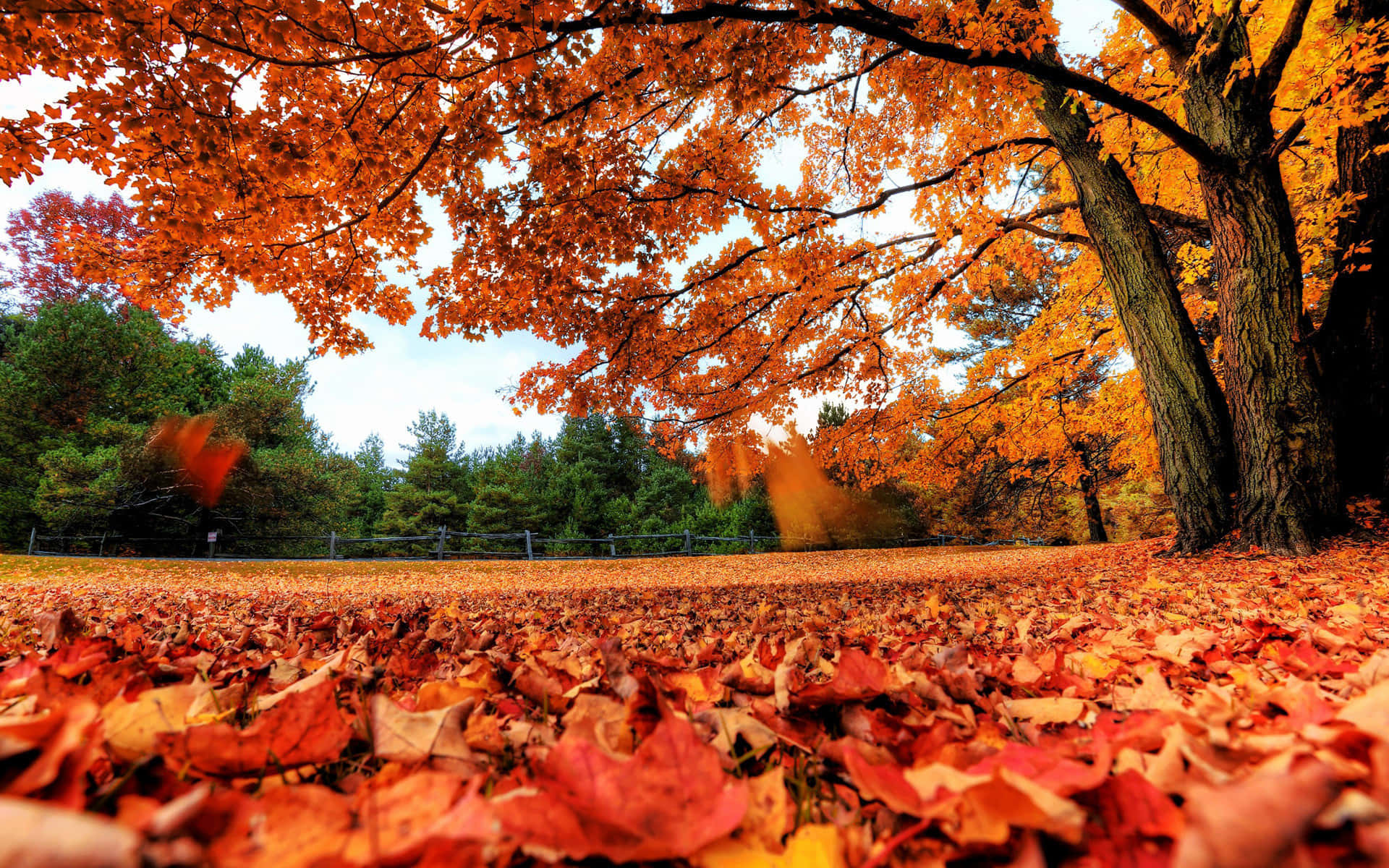 autumn leaves, forest floor, fiery foliage, Full HD Desktop Wallpaper
