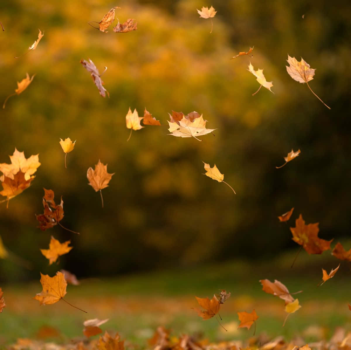 autumn leaves, golden maple leaves, warm autumn air, SD Desktop Wallpaper