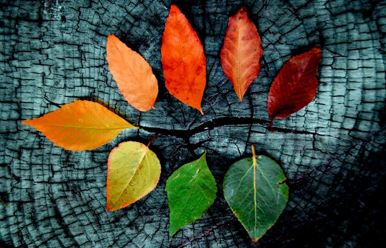 autumn leaves, orange red, green, HD Desktop Wallpaper