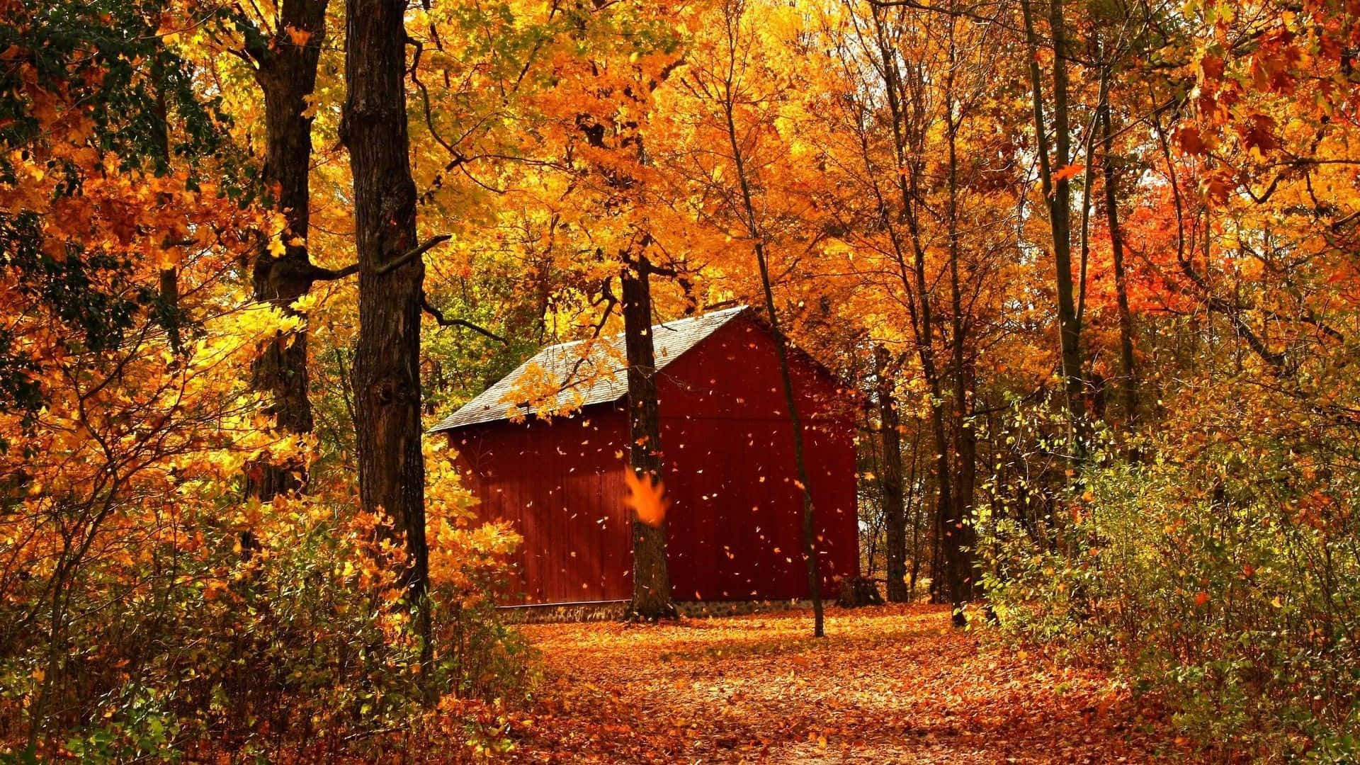 red wooden shed, forest of golden autumn leaves, warm sunlight, Full HD Desktop Wallpaper