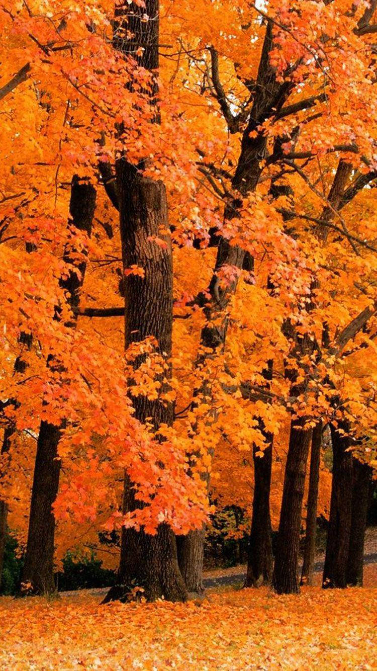 Fall Aesthetic iPhone, tall orange trees, autumn forest, HD Phone Wallpaper