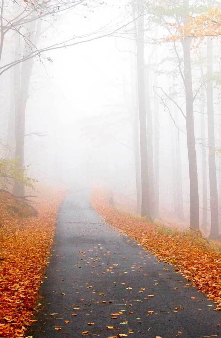 Fall Aesthetic iPhone, misty road, autumn forest path, SD Phone Wallpaper