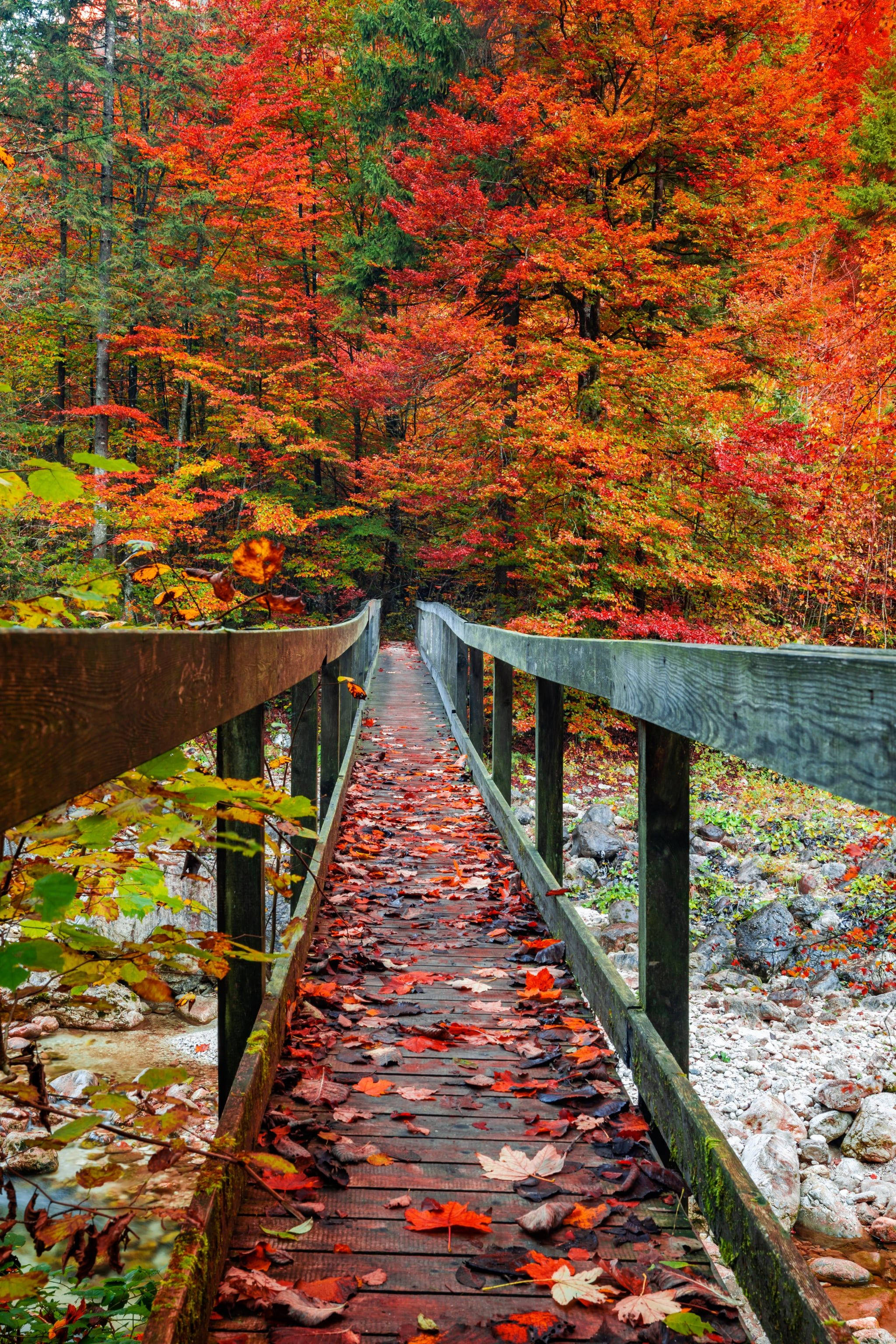 Fall Aesthetic iPhone, wooden bridge, fiery red orange and gold autumn leaves, 2K Phone Wallpaper