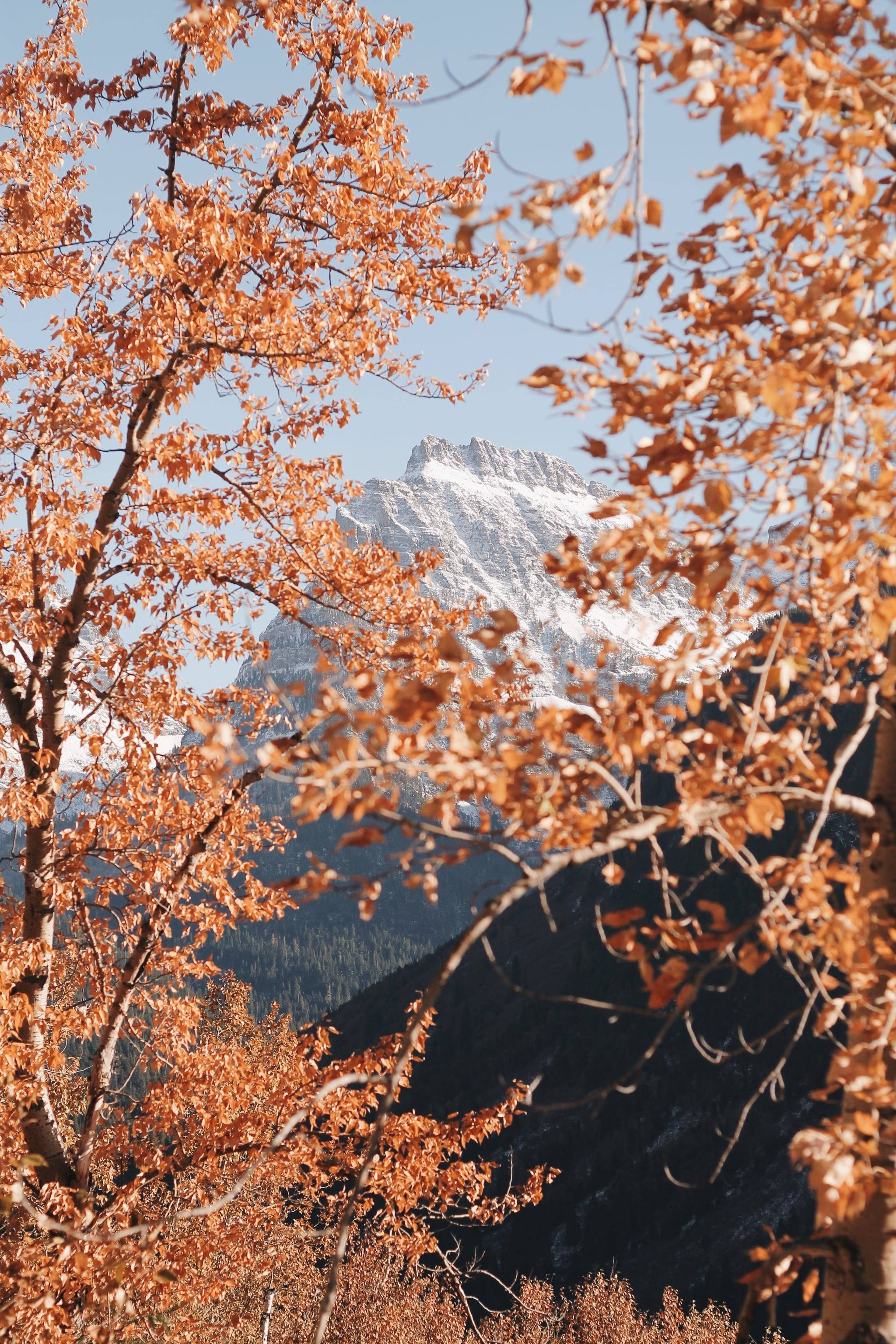 Fall Aesthetic iPhone, mountain, orange leaves, 2K Phone Wallpaper