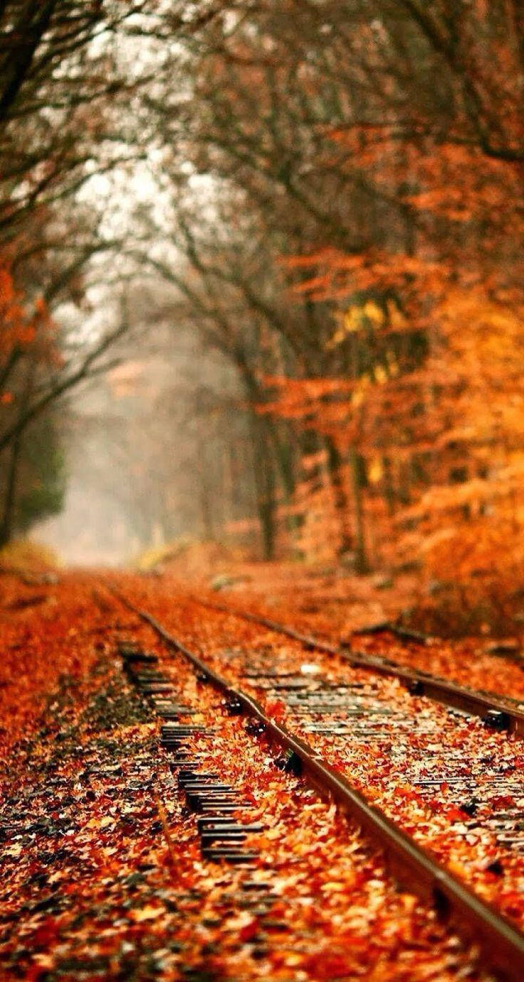 Fall Aesthetic iPhone, fallen leaves, railroad, HD Phone Wallpaper