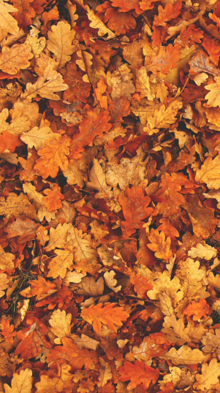 autumn oak leaves, warm orange yellow, brown tones, HD Phone Wallpaper