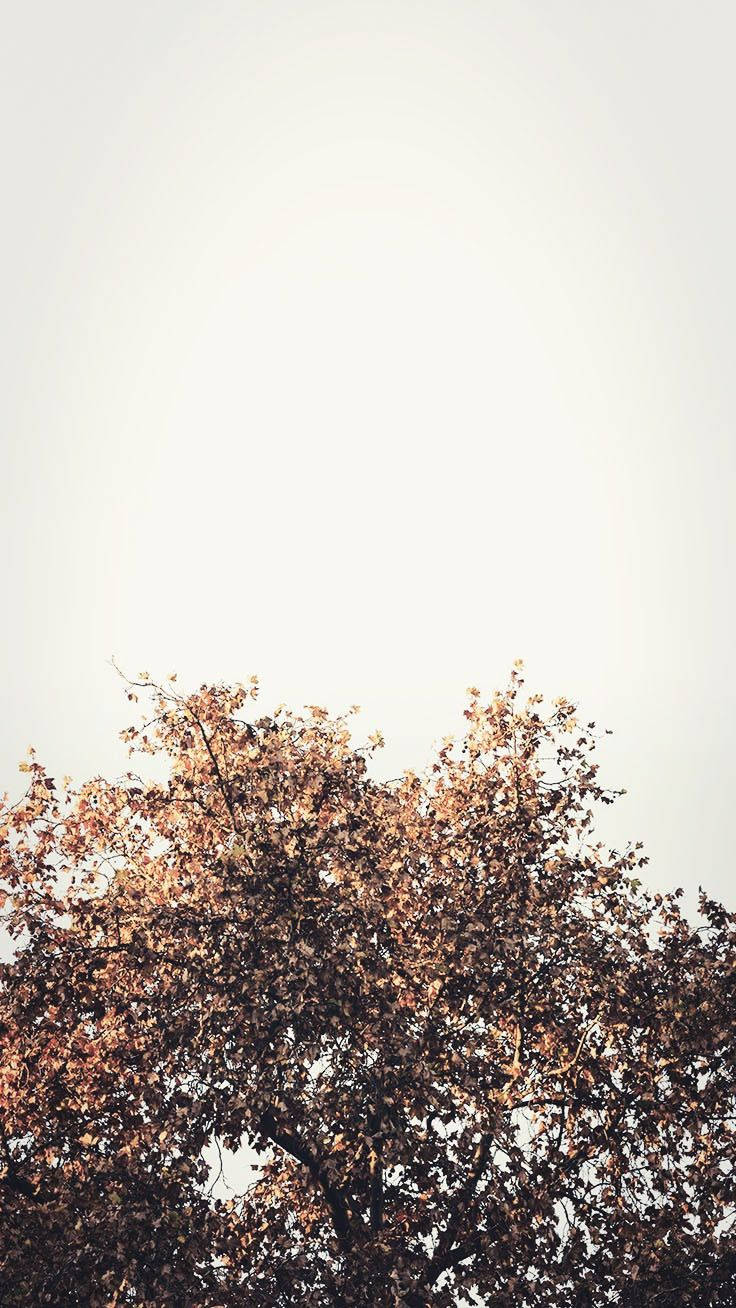 single tree, golden autumn leaves, soft overcast sky, HD Phone Wallpaper