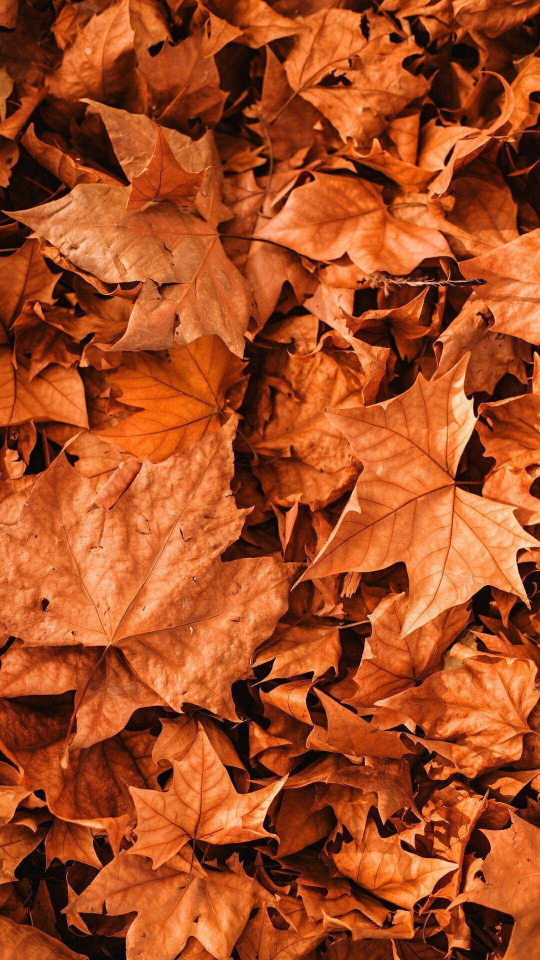 big maple leaves, autumnal orange, brown tones, Full HD Phone Wallpaper