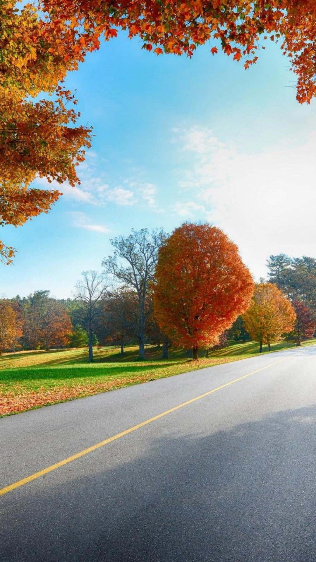winding road, autumn forest, fiery red trees, Full HD Phone Wallpaper