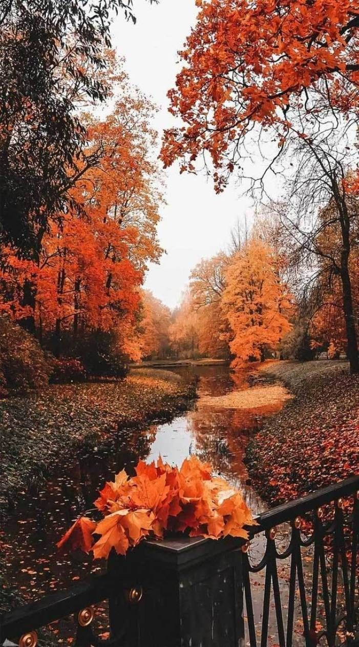 Fall Aesthetic iPhone, wet ground, trees, SD Phone Wallpaper