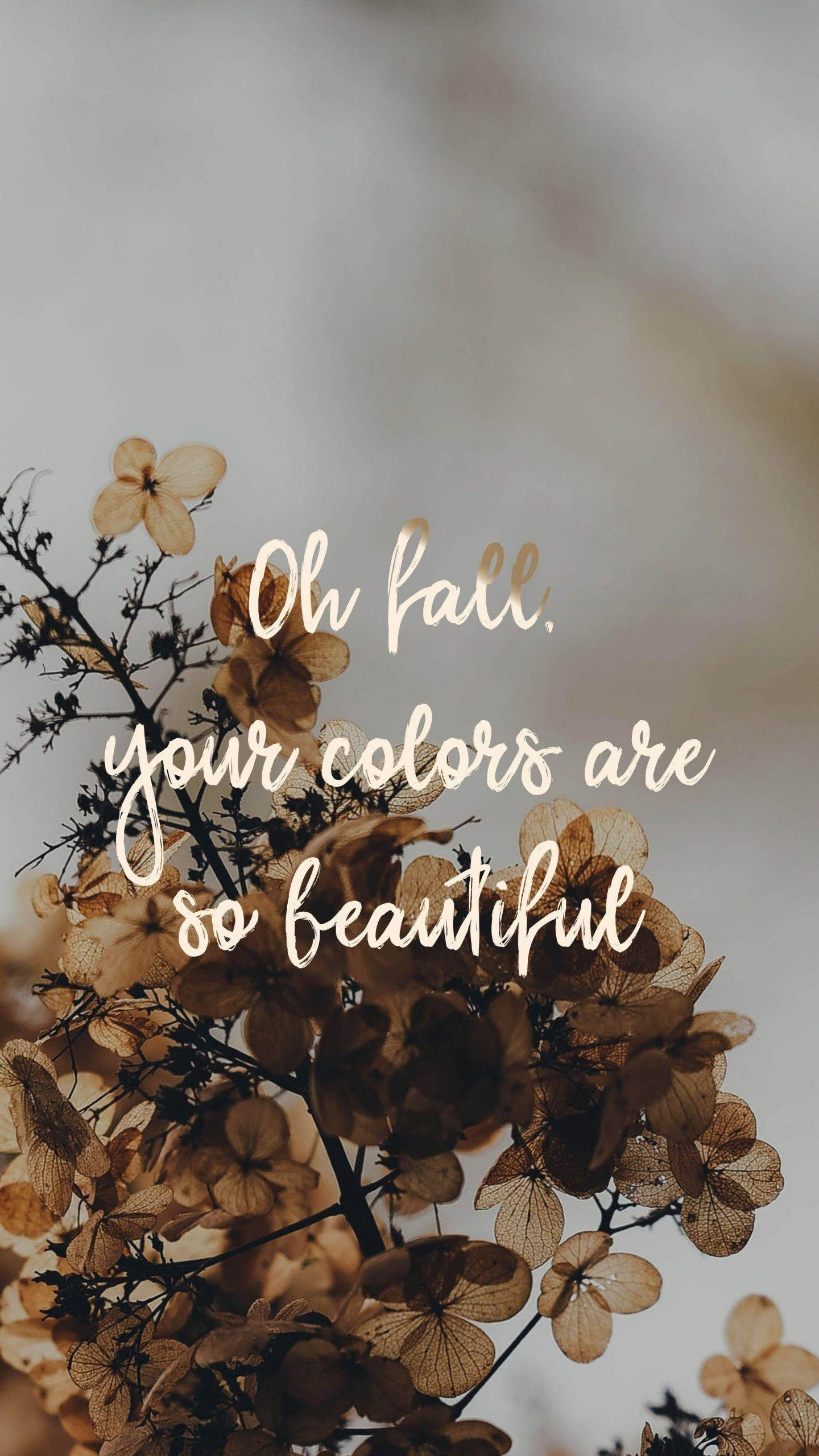 Fall Aesthetic iPhone, hydrangea blooms, warm earthy tones, 2K Phone Wallpaper
