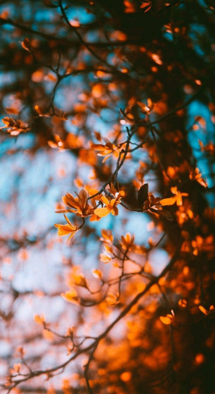 Fall Aesthetic iPhone, blurry red leaves, golden autumn leaves, HD Phone Wallpaper