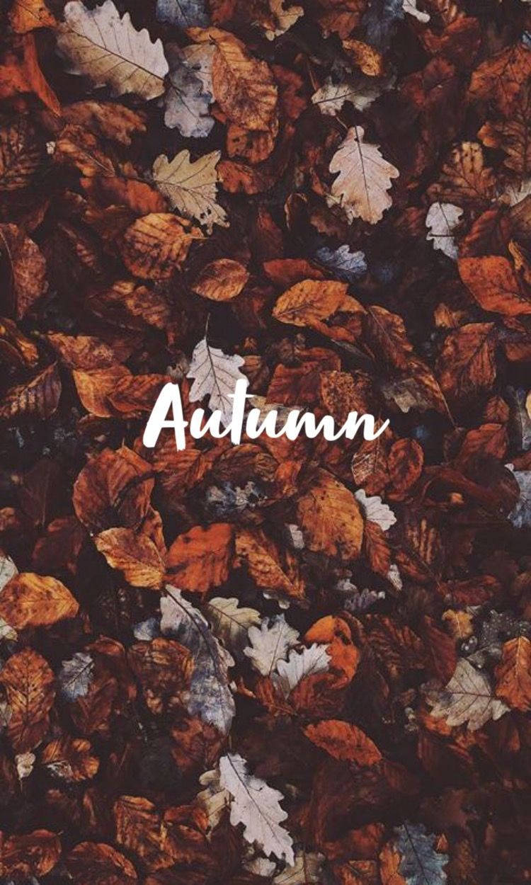 autumn, orange, brown, SD Phone Wallpaper