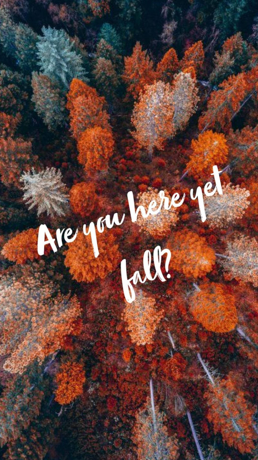 autumn colors, orange red, gold, Full HD Phone Wallpaper