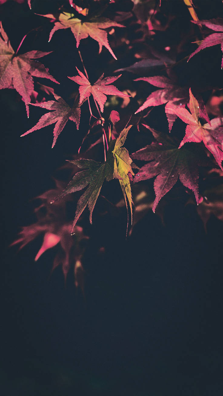 iPhone X, crimson, green, HD Phone Wallpaper