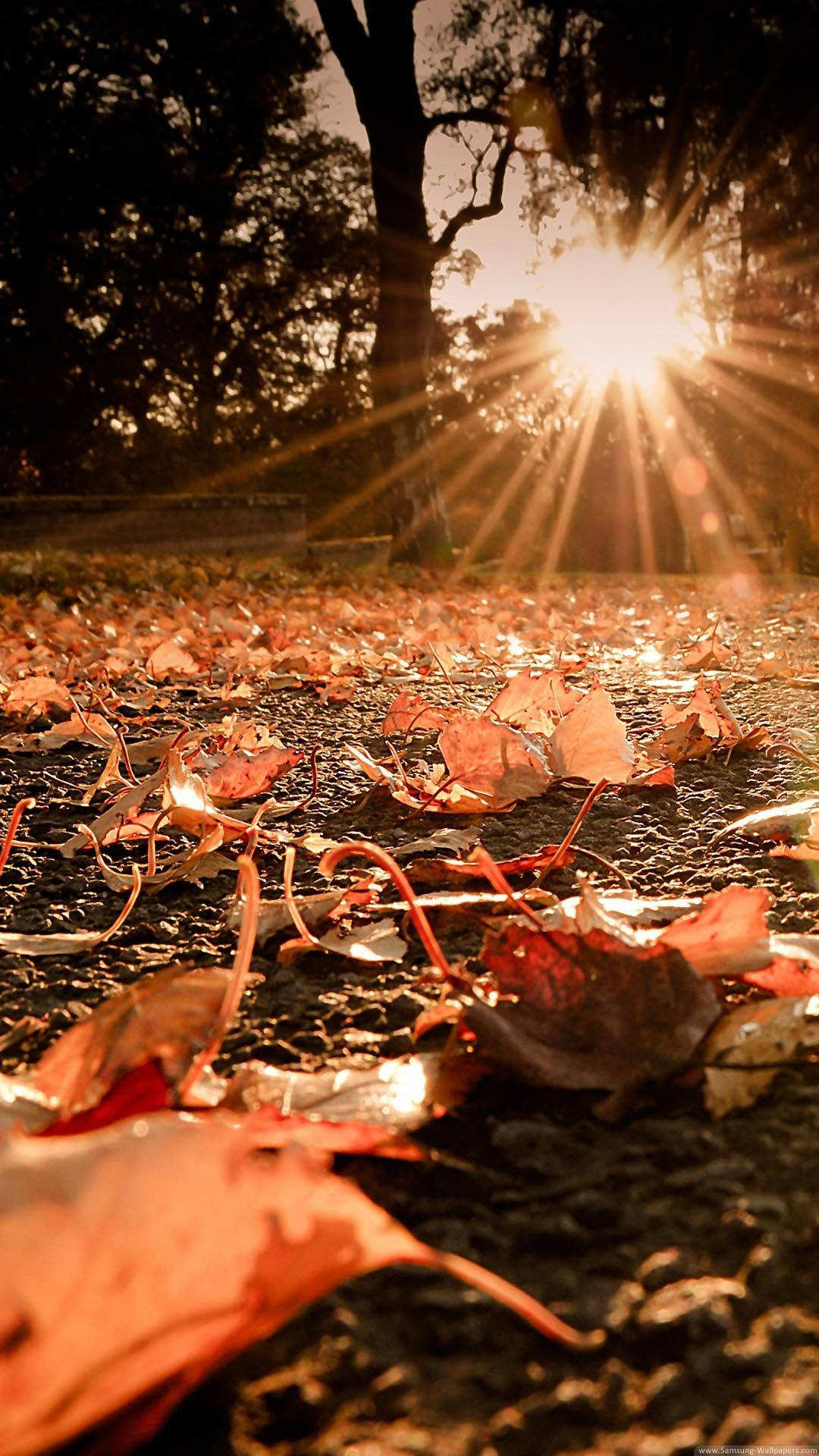 Golden sunbeams, autumn trees, carpet of fallen orange leaves, Full HD Phone Wallpaper