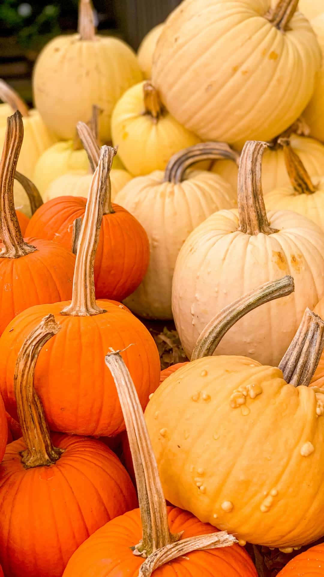 pumpkins, orange, pale yellow, Full HD Phone Wallpaper
