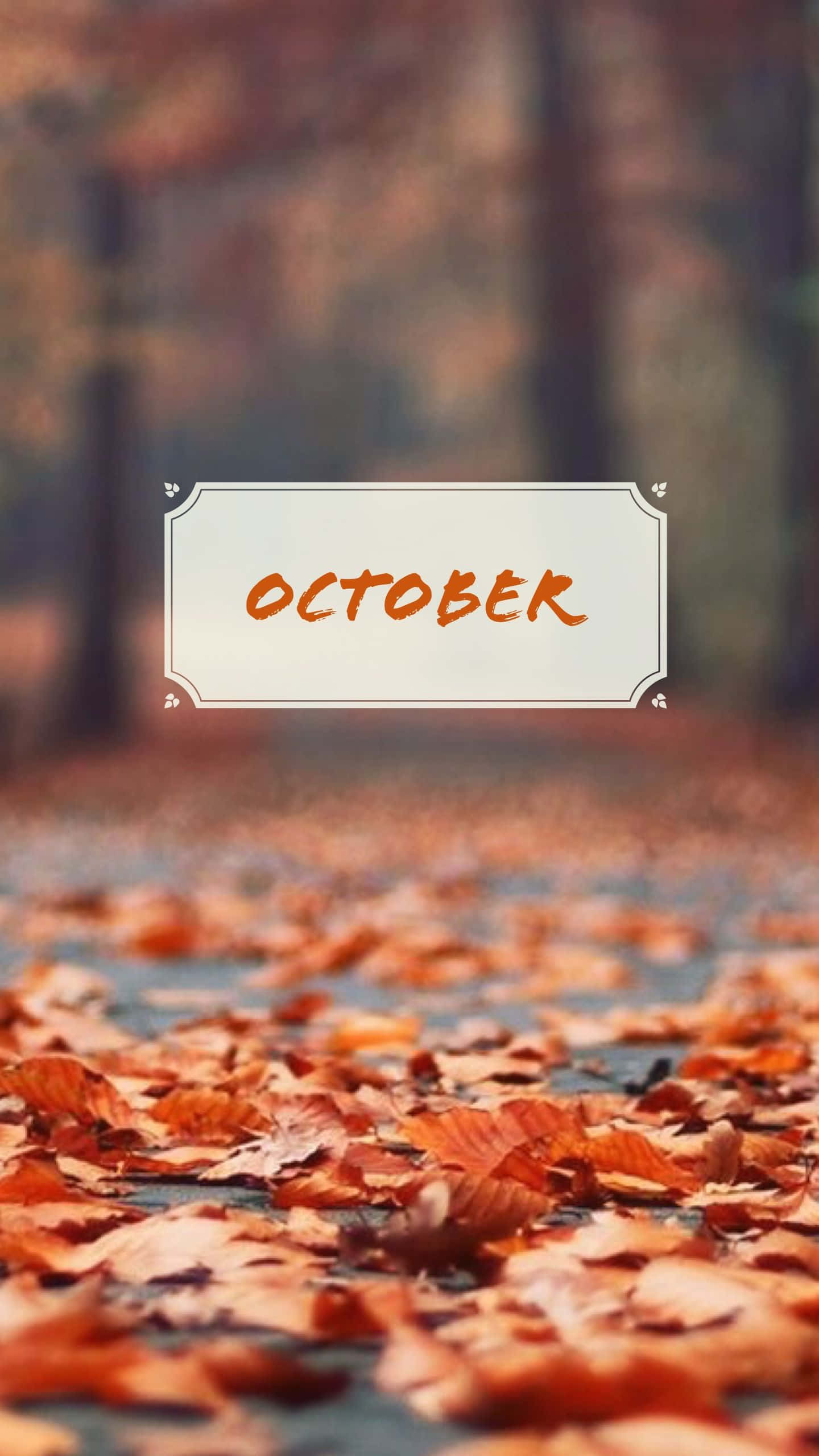 October, autumn, vibrant orange autumn leaves, 2K Phone Wallpaper