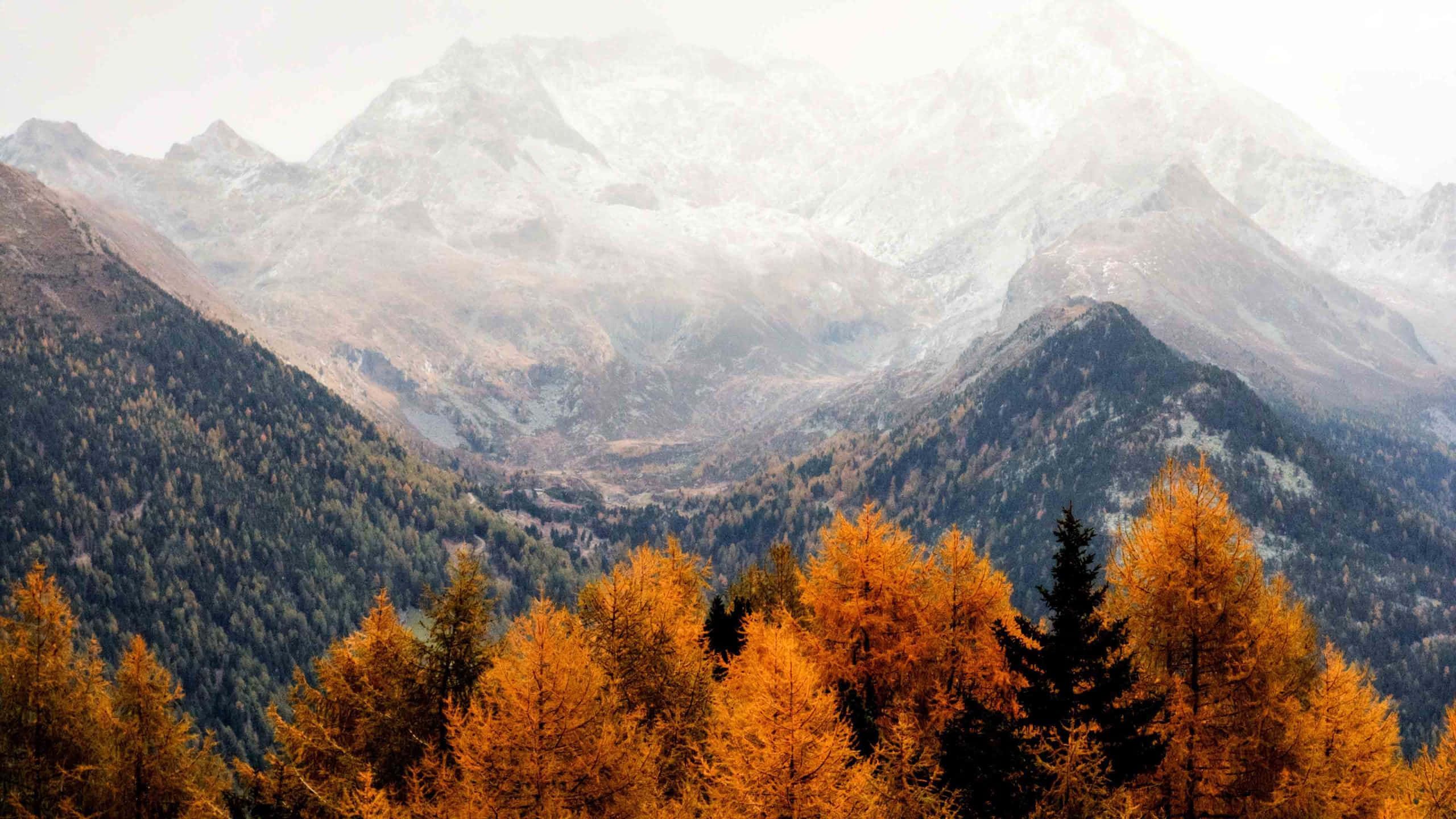 Fall Aesthetic Macbook, golden larch trees, autumn, 2K Desktop Wallpaper