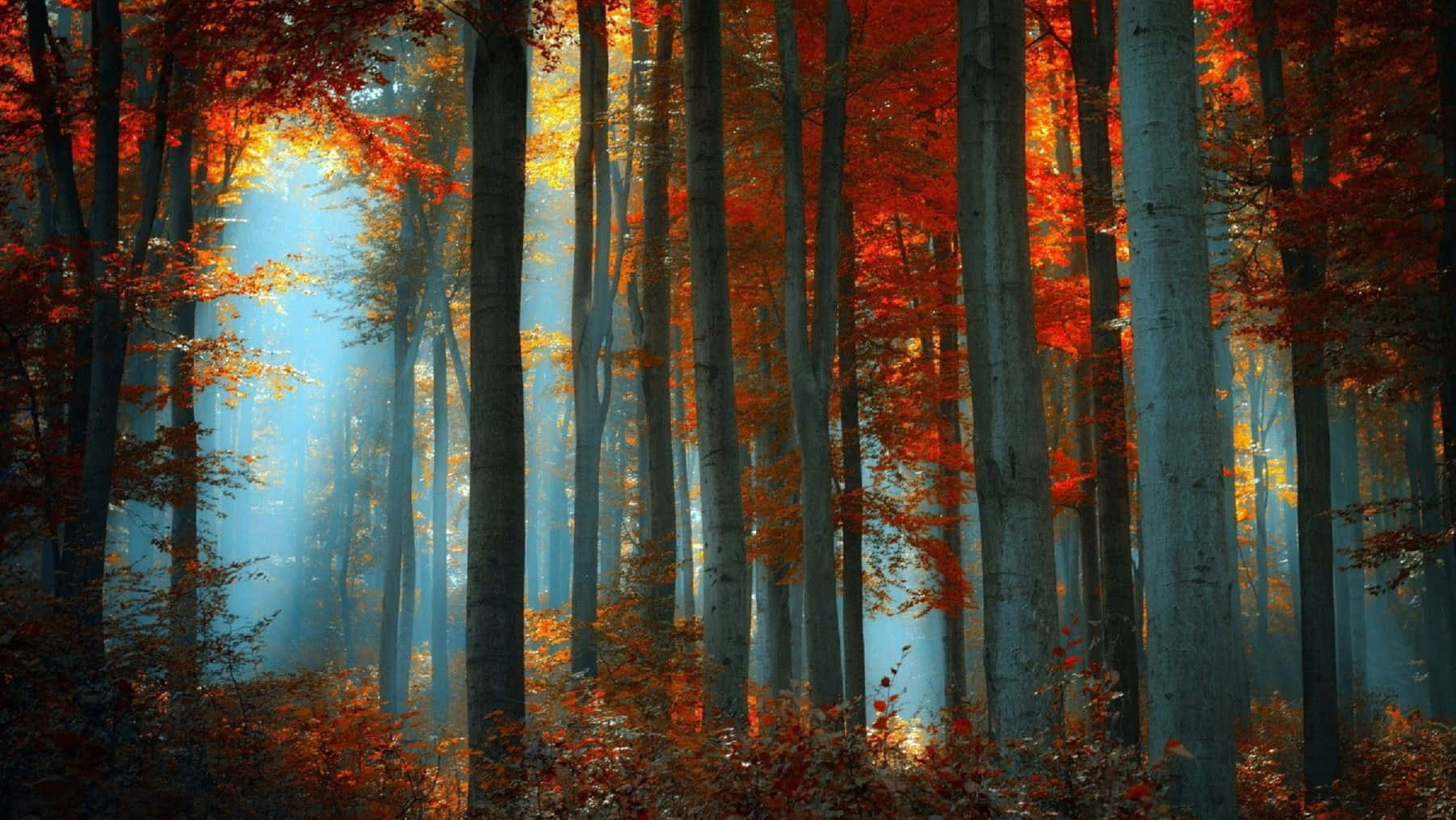 Fall Aesthetic Macbook, golden fall, towering trees, HD Desktop Wallpaper