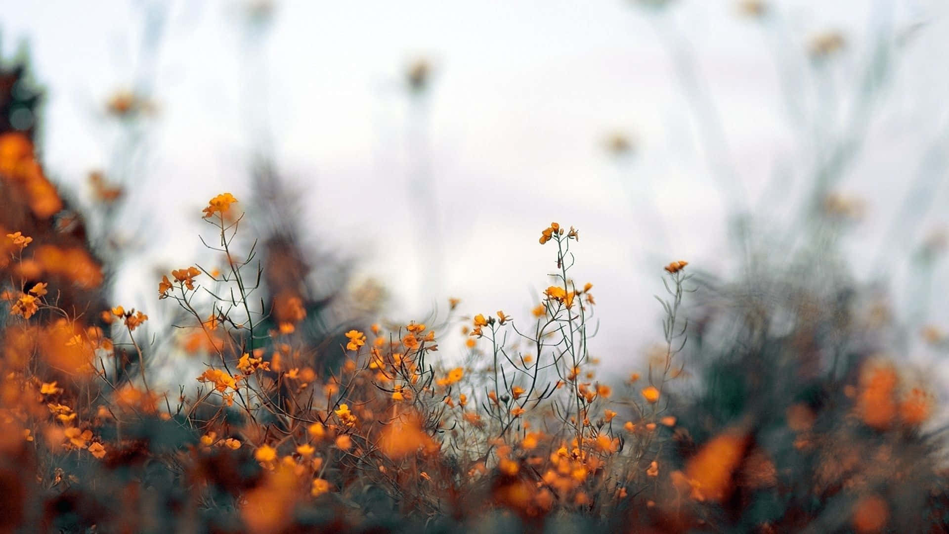 Fall Aesthetic Macbook, vibrant orange wildflowers, muted greens, Full HD Desktop Wallpaper