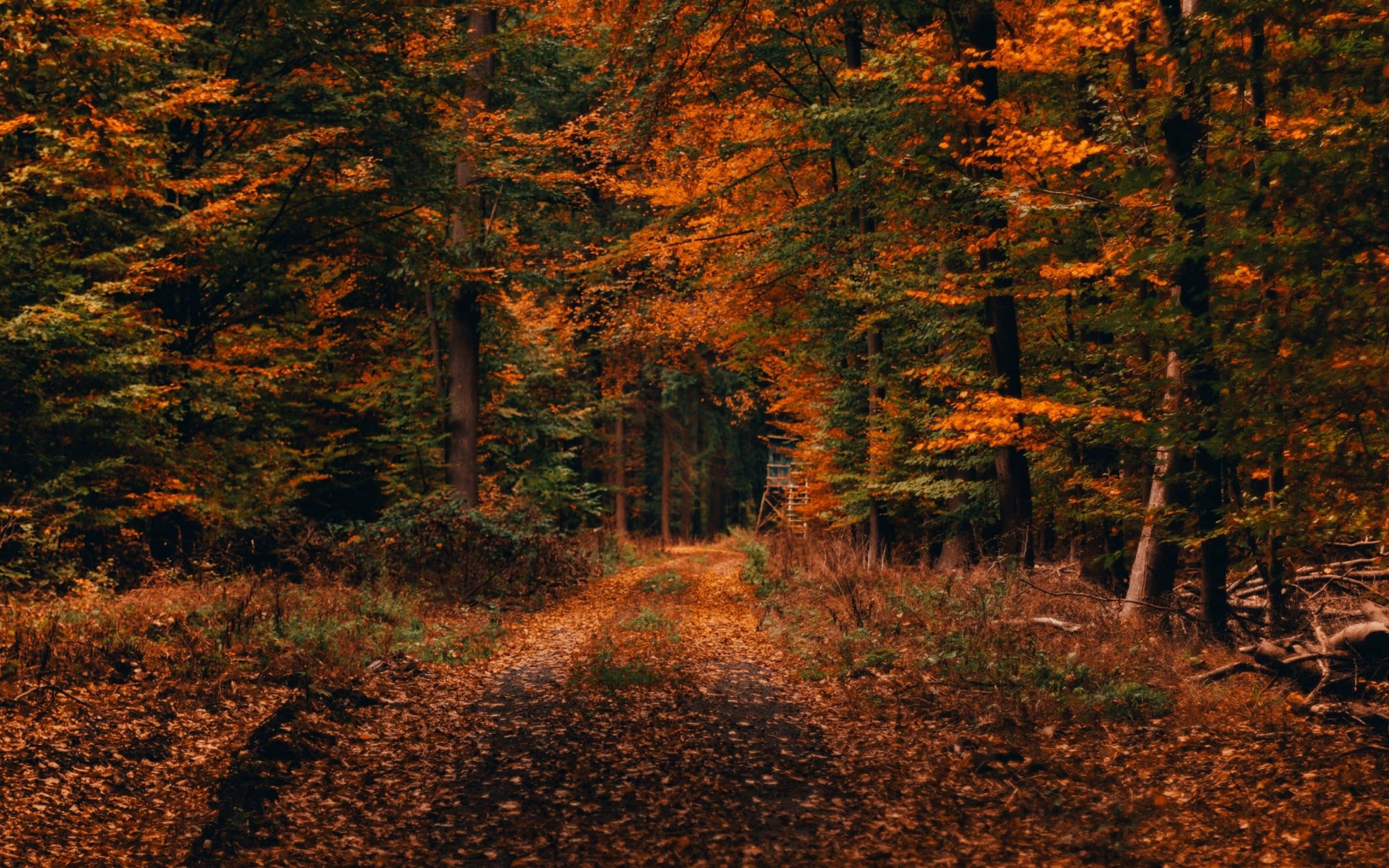 fall aesthetic macbook, winding forest path, fallen orange leaves, 2K Desktop Wallpaper