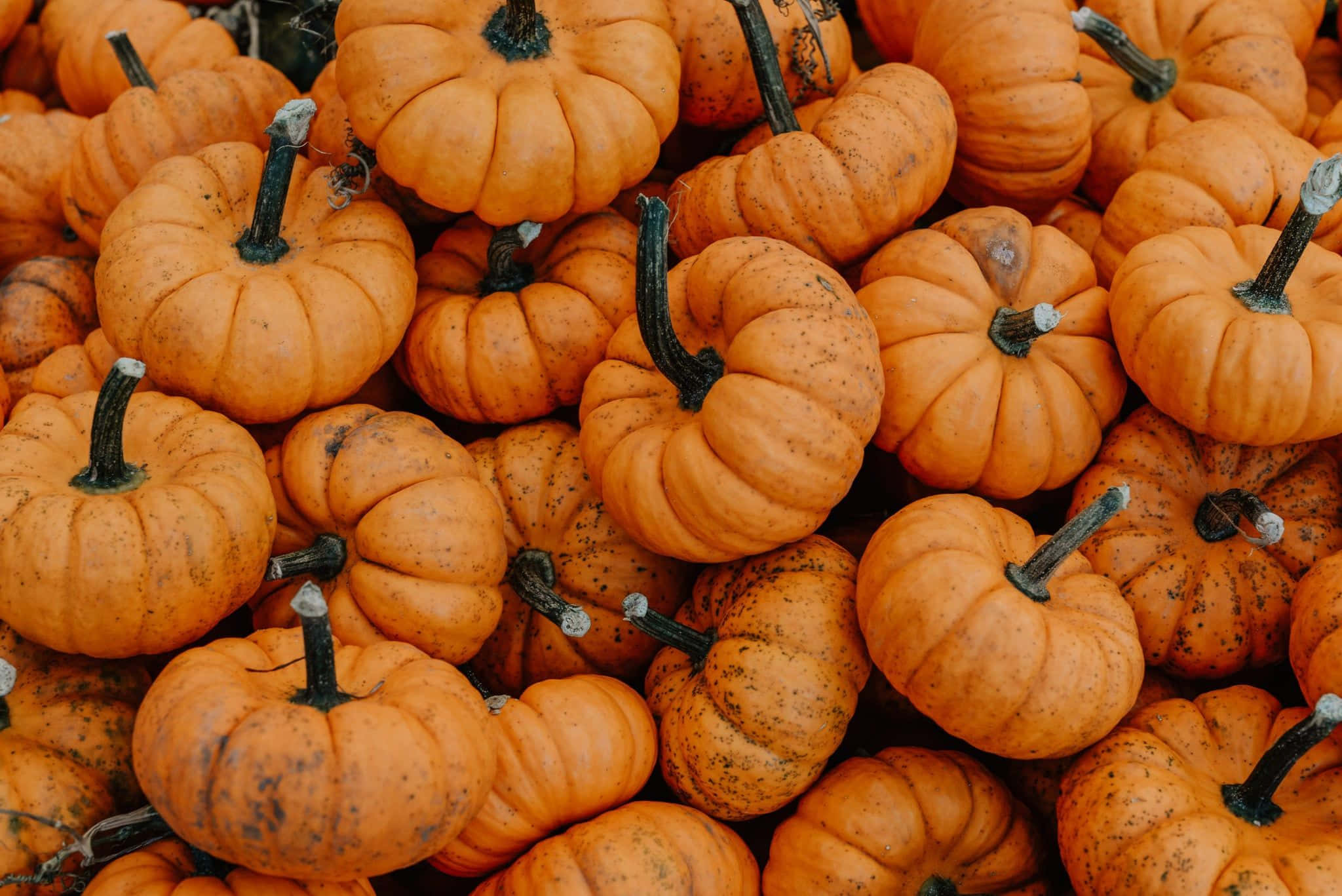 Fall Aesthetic Macbook, pumpkins, orange, Full HD Desktop Wallpaper