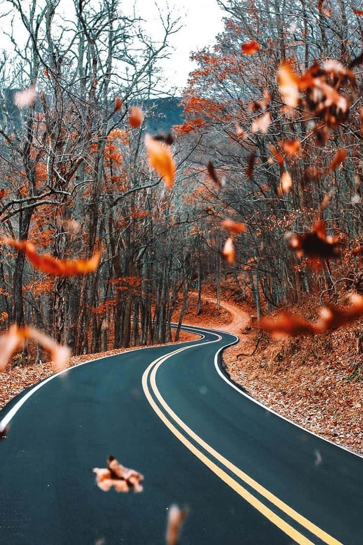 fall aesthetic macbook, autumn road, forest, SD Phone Wallpaper
