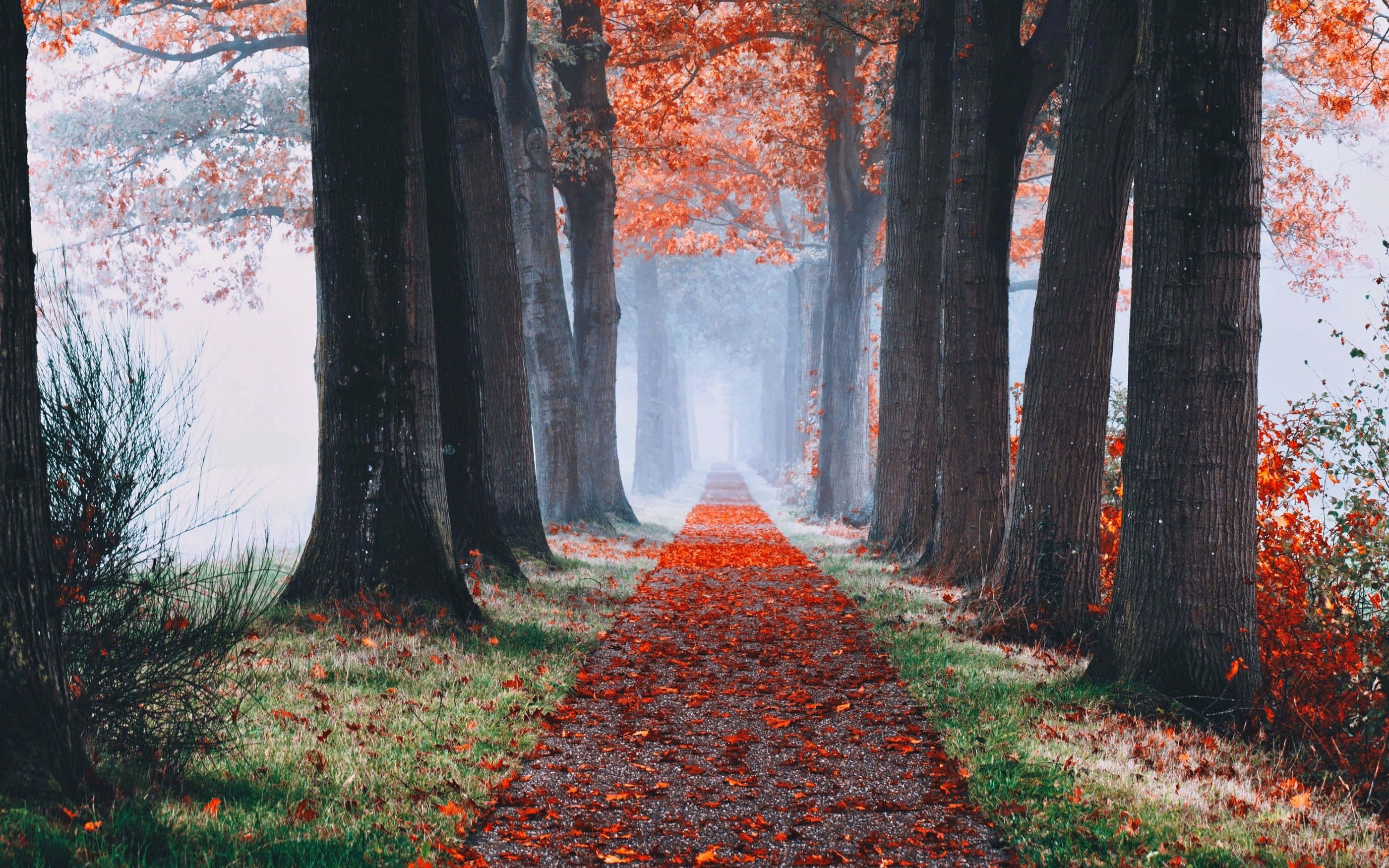 Fall Aesthetic Macbook, autumn path, tall trees, 2K Desktop Wallpaper