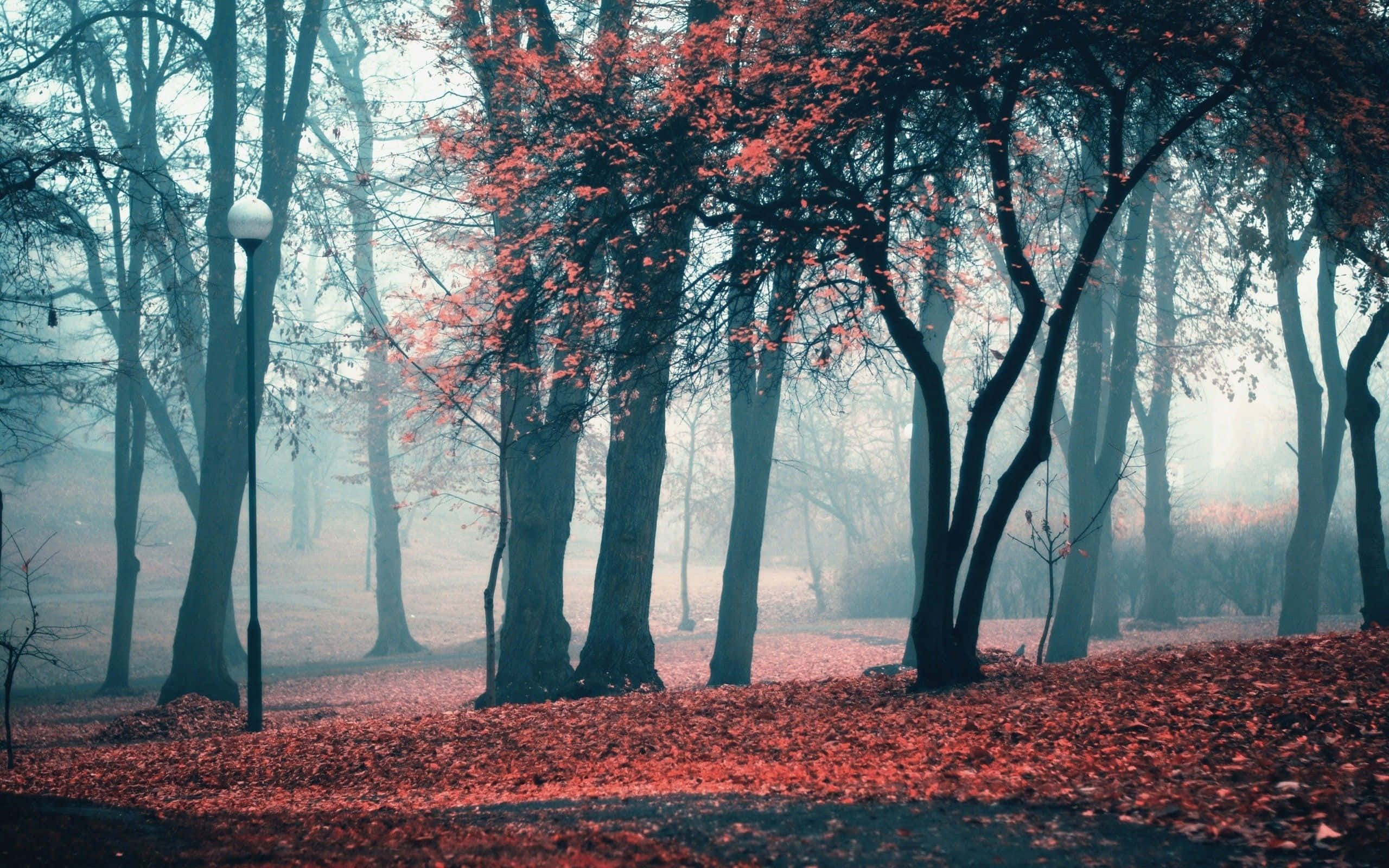 Fall Aesthetic Macbook, Dark Forest, autumn park, 2K Desktop Wallpaper
