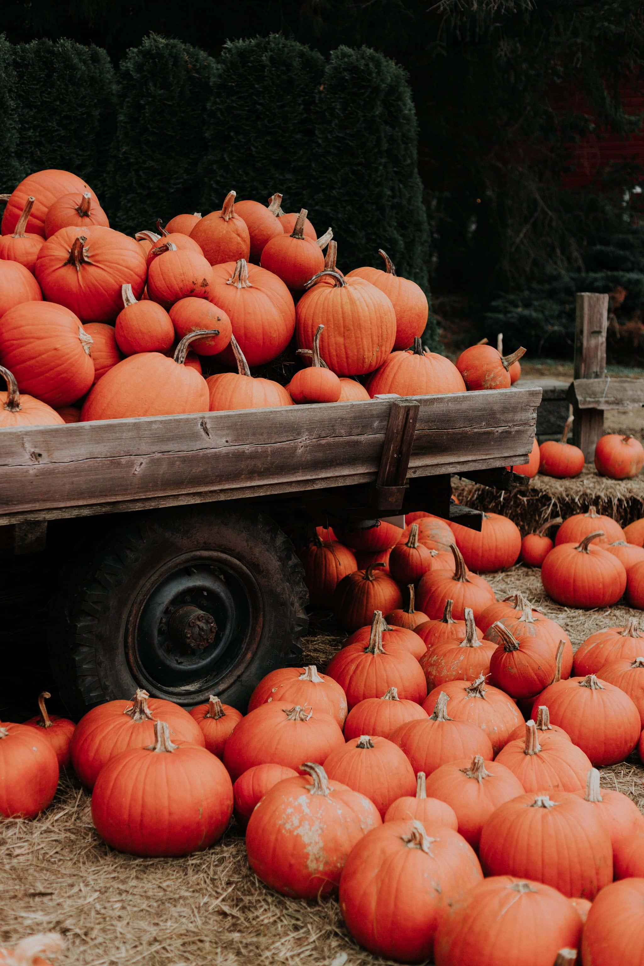 rustic wooden cart, vibrant orange pumpkins, hay bales, 2K Phone Wallpaper