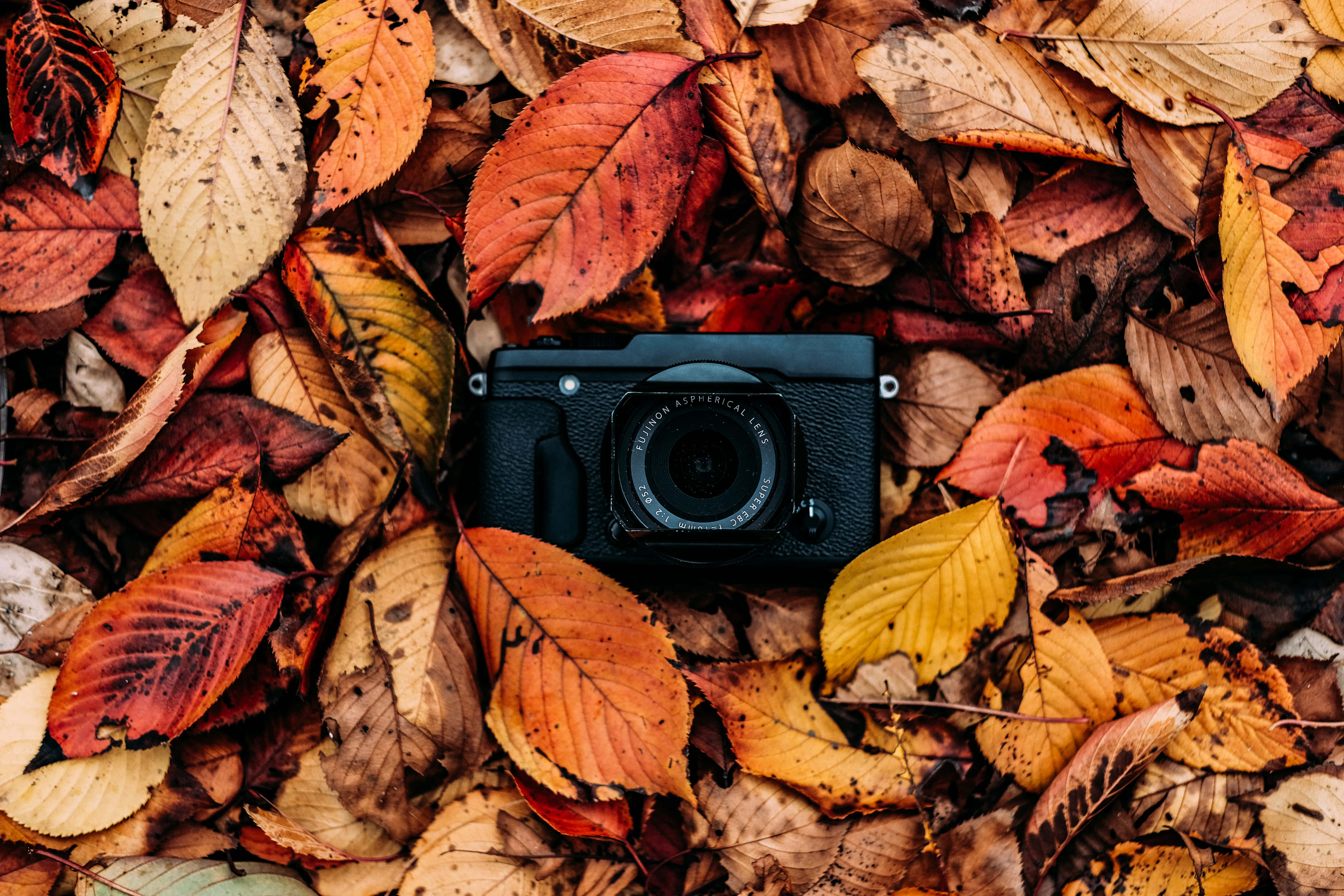 black camera, autumn leaves, reds, 4K Desktop Wallpaper