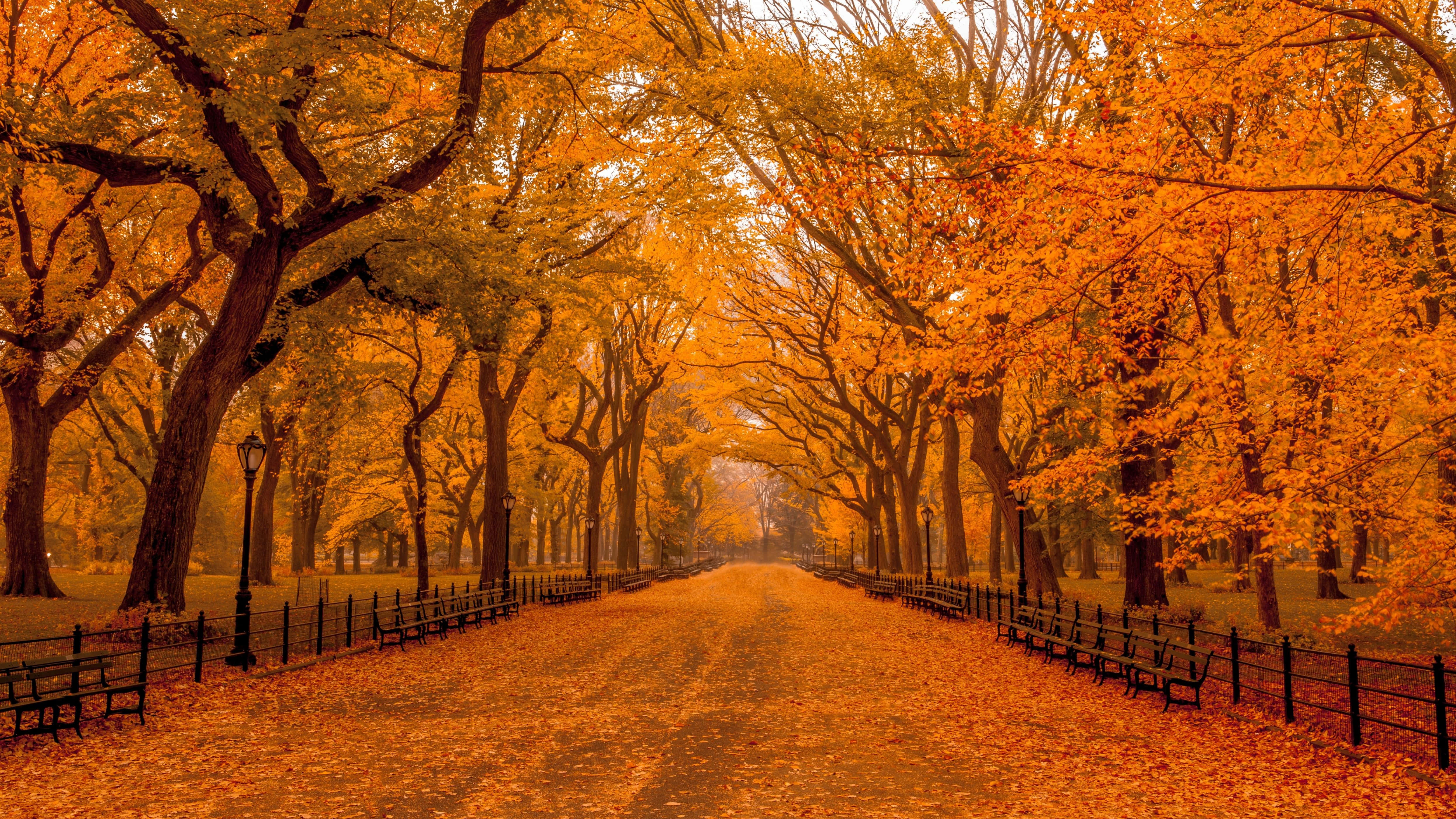 autumn path, towering trees, fallen leaves, 4K Desktop Wallpaper