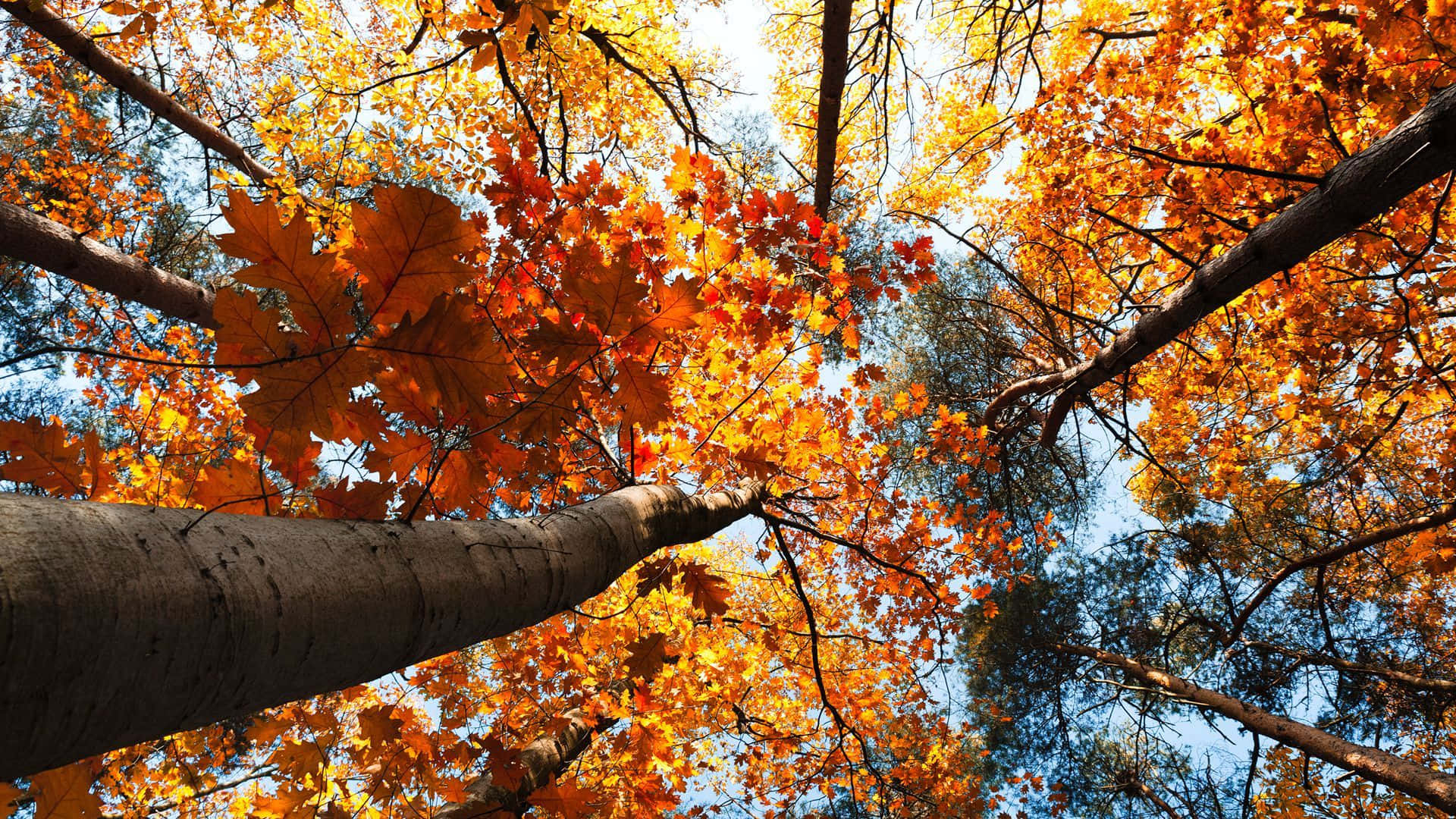 fall laptop, autumn forest canopy, golden orange leaves, Full HD Desktop Wallpaper
