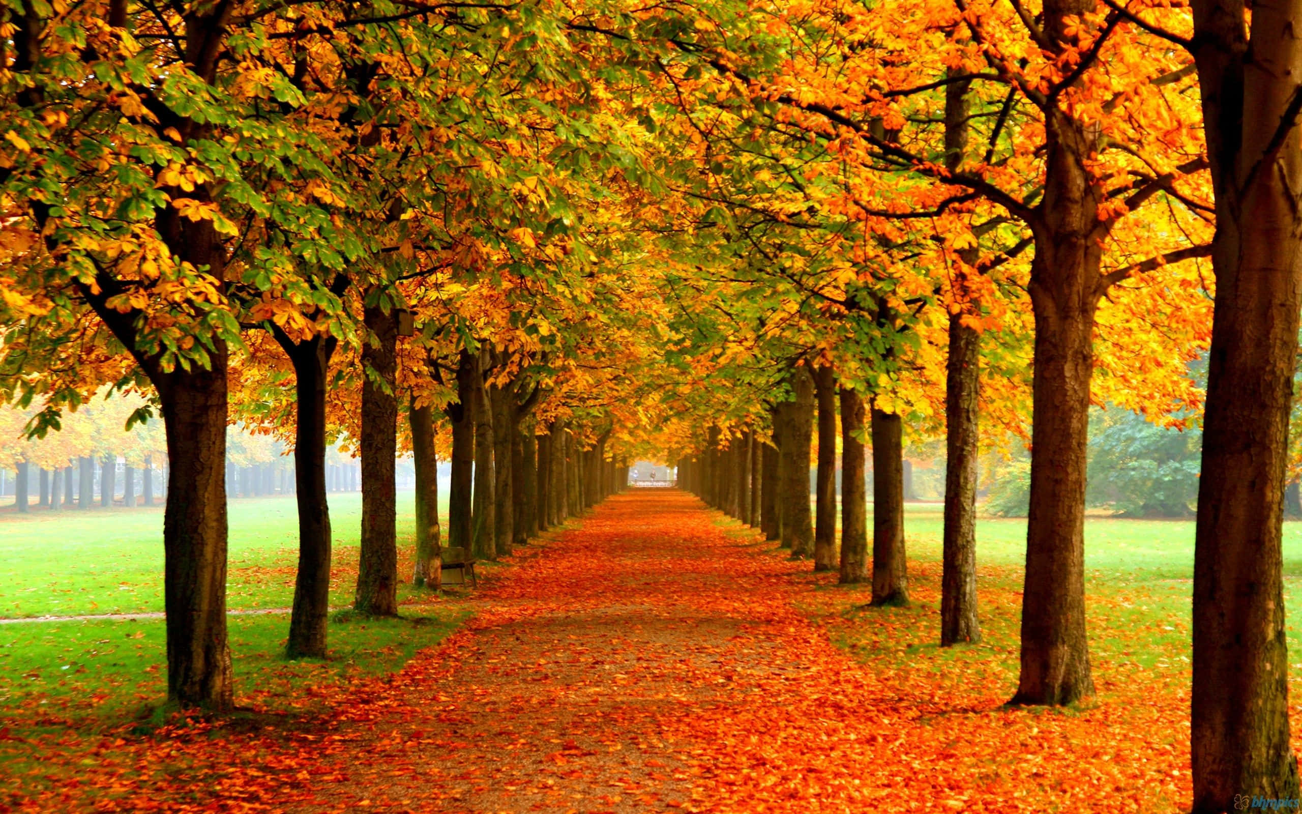 fall aesthetic, autumnal tree-lined path, vibrant orange leaves, 2K Desktop Wallpaper