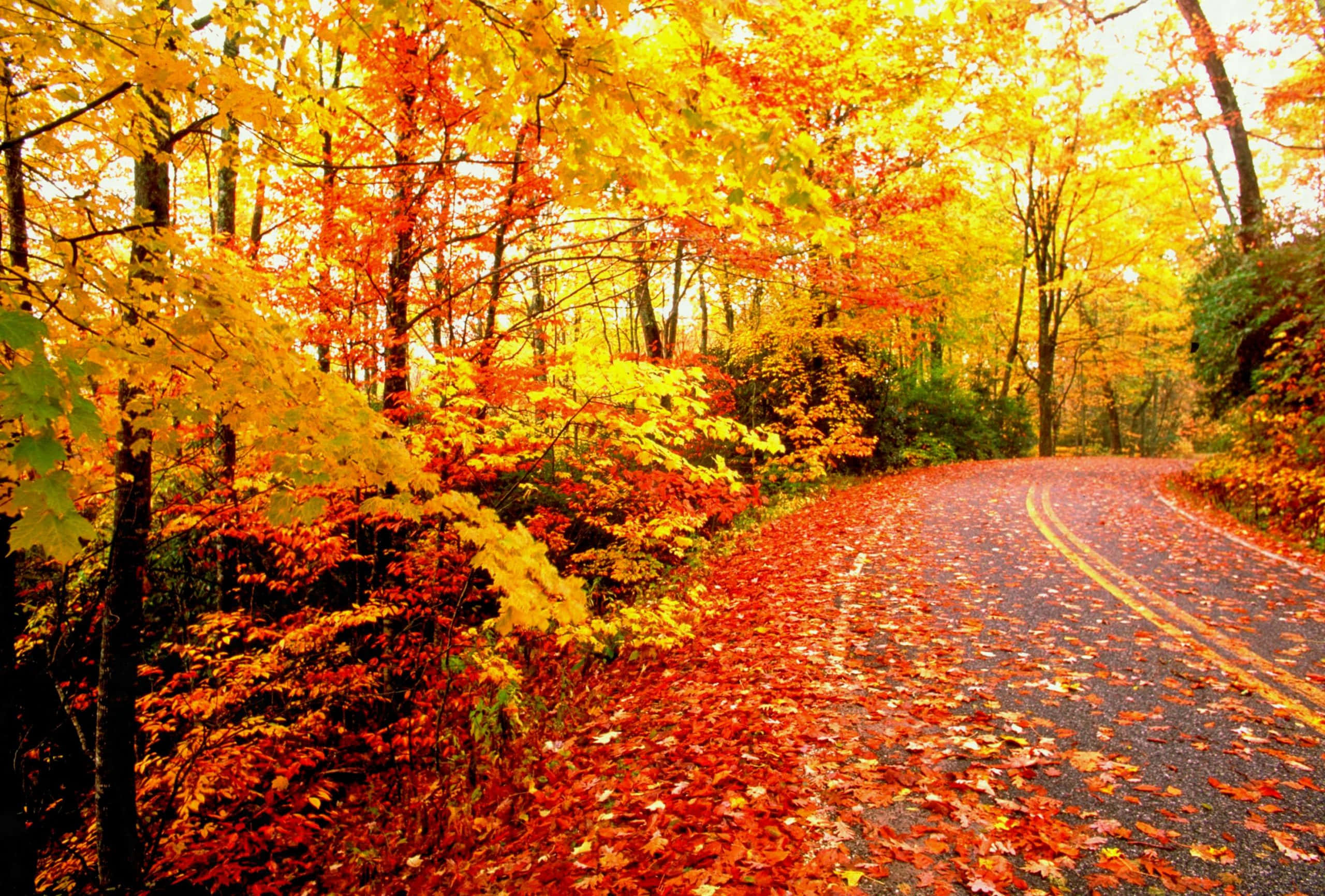 Fall Aesthetic Macbook, winding road, vibrant red and orange autumn leaves, 2K Desktop Wallpaper