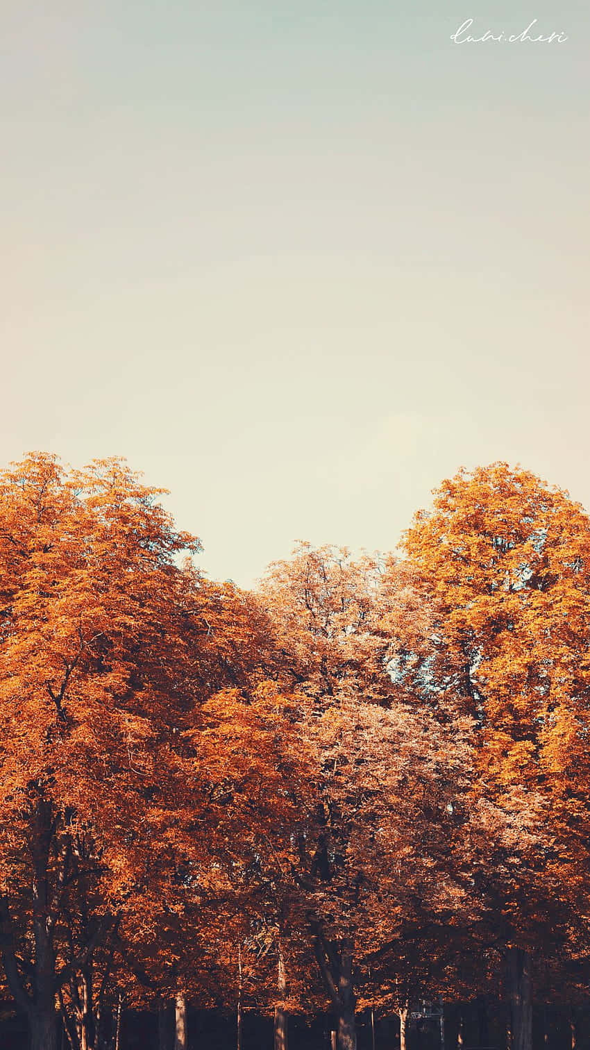 vintage autumn, autumn forest, golden orange trees, HD Phone Wallpaper
