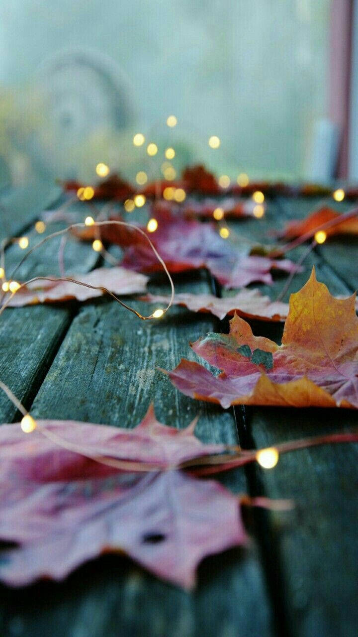 autumn leaves, warm hues, weathered wooden surface, HD Phone Wallpaper