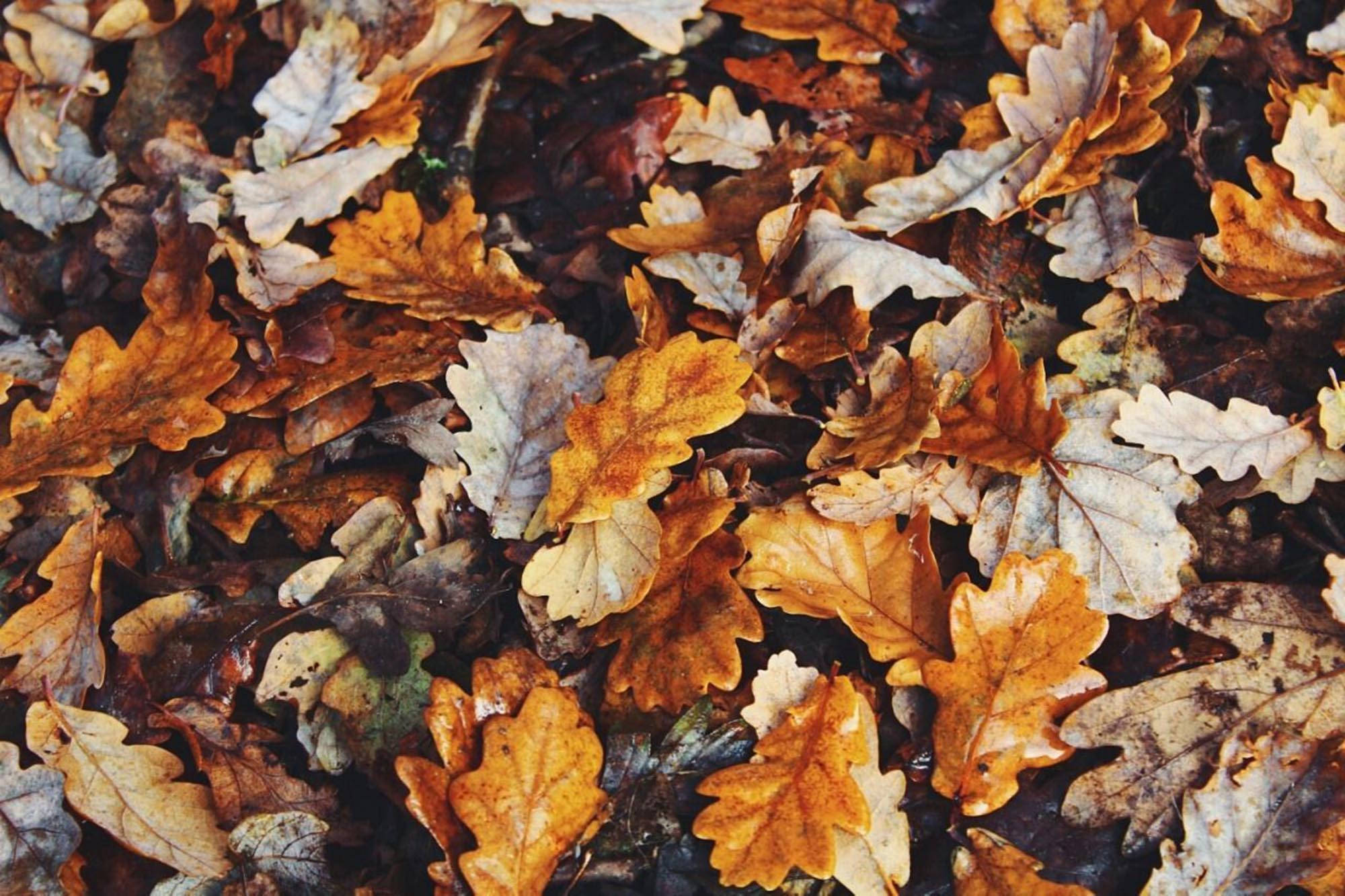 oak leaves, autumn hues, orange brown, Full HD Desktop Wallpaper